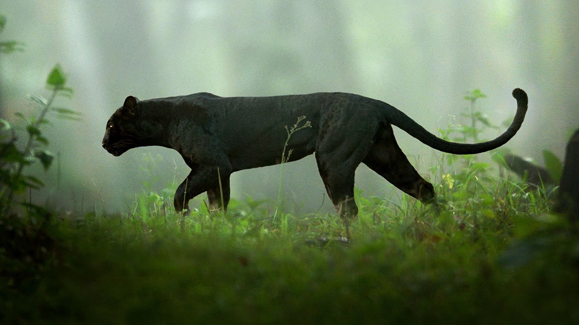 Den verkliga svarta pantern