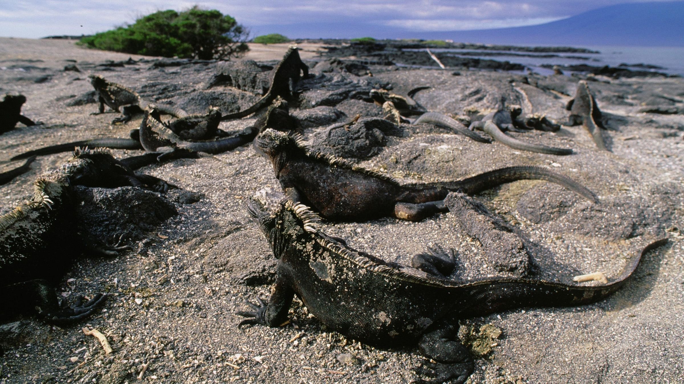 1. Galapagos