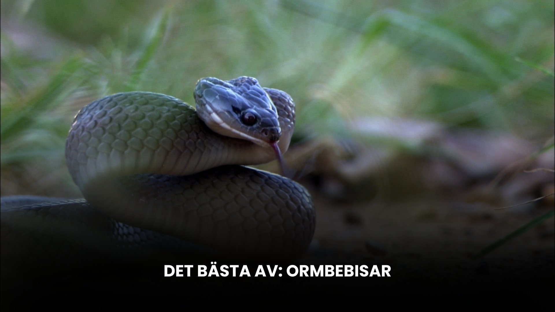 Det bästa av: Ormbebisar