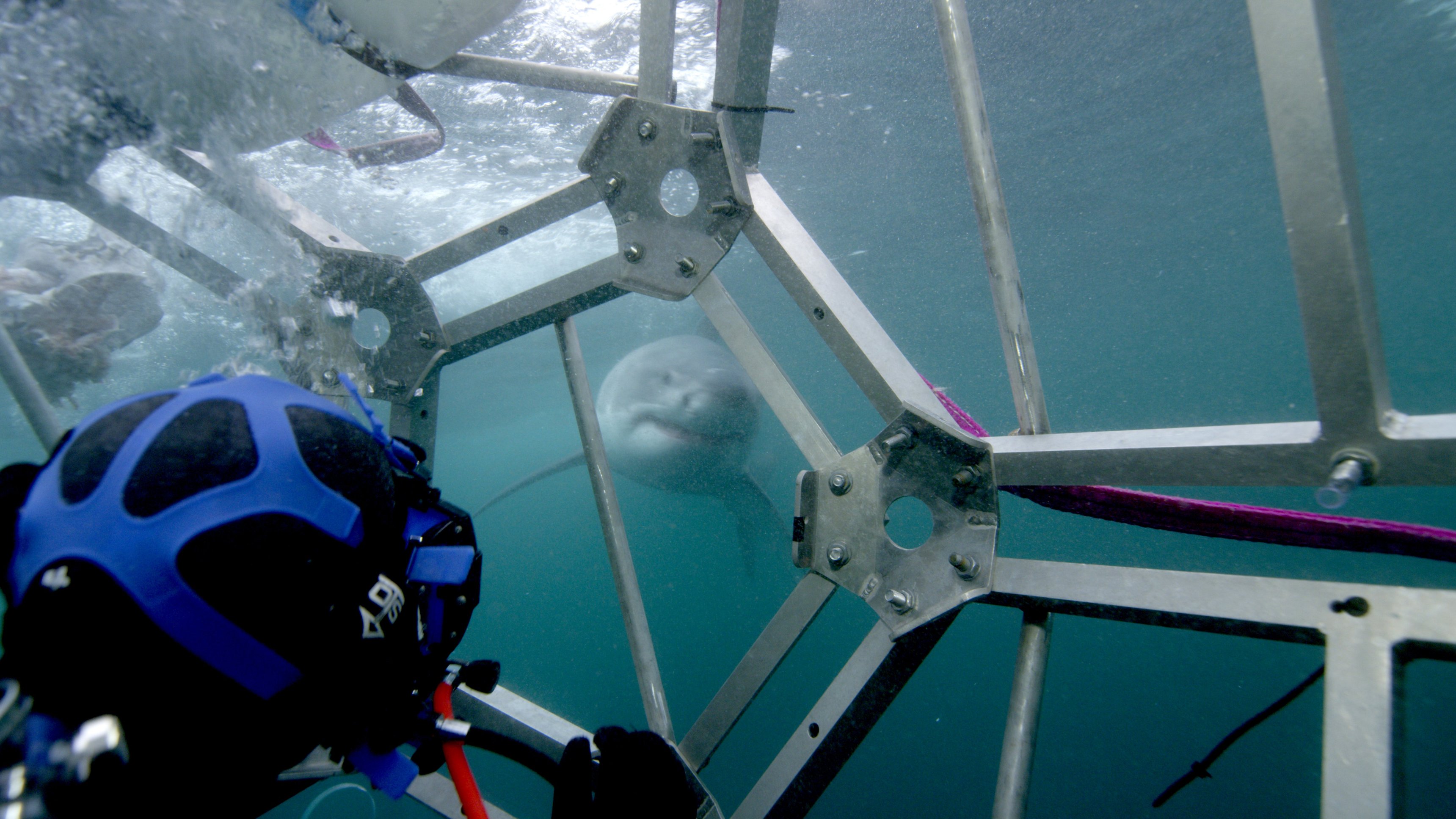 4. Sharks