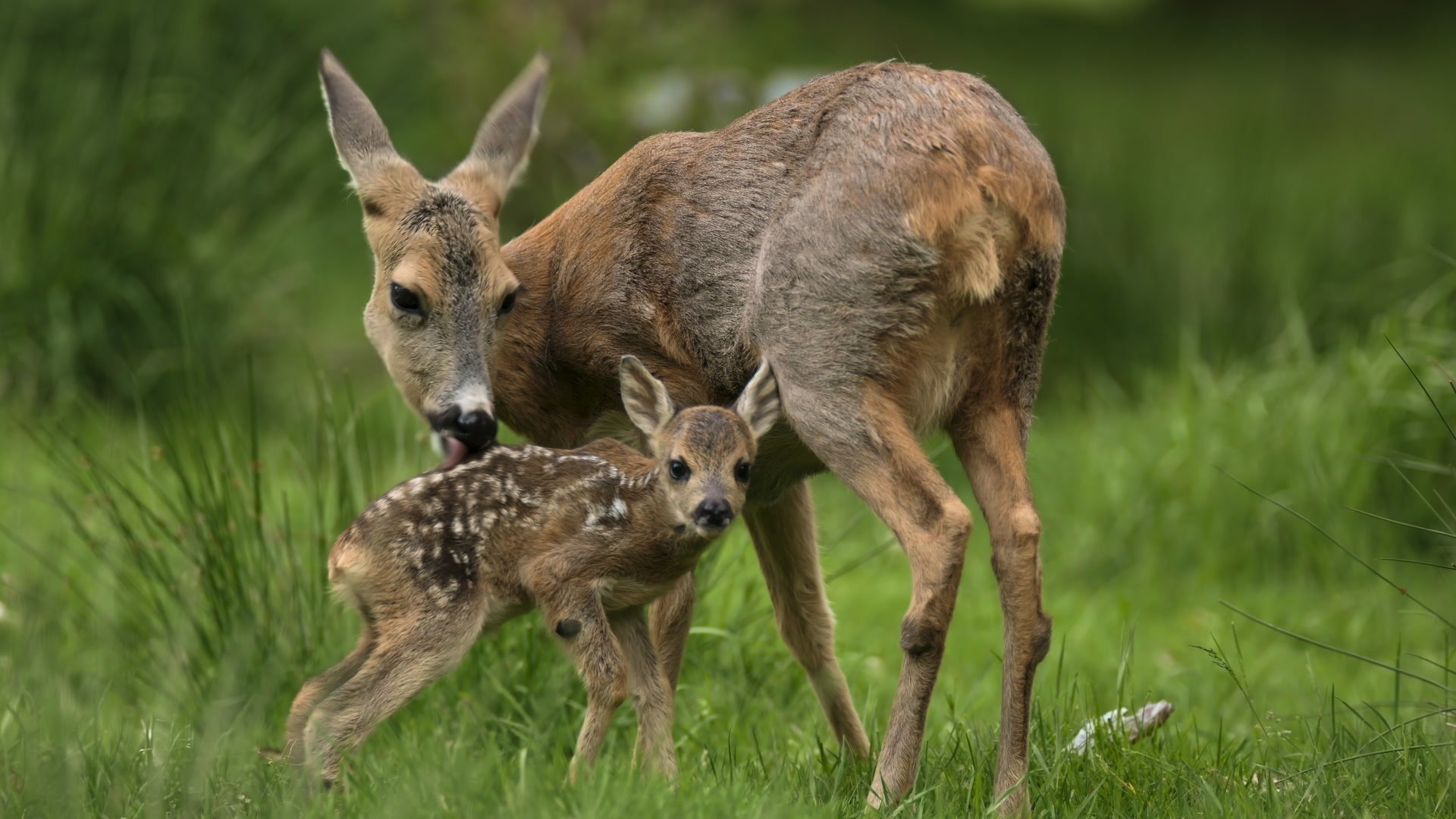Nature's Nurseries The Next Wild Generation