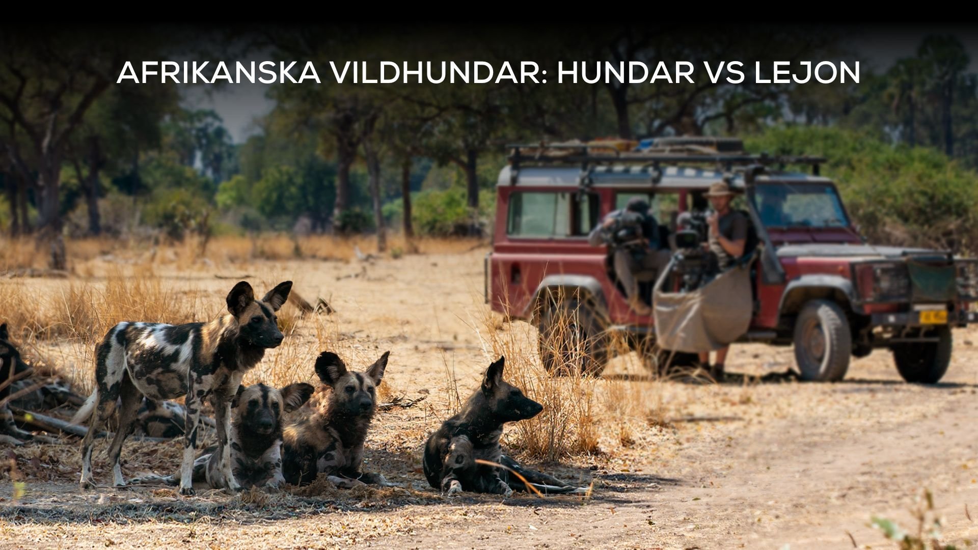 Afrikanska vildhundar: Hundar vs lejon