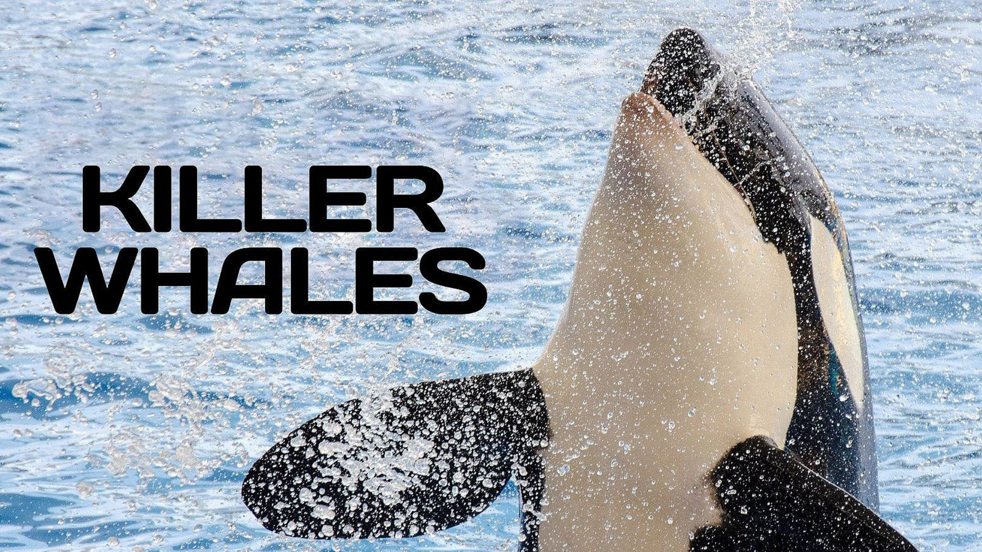 Killer Whales