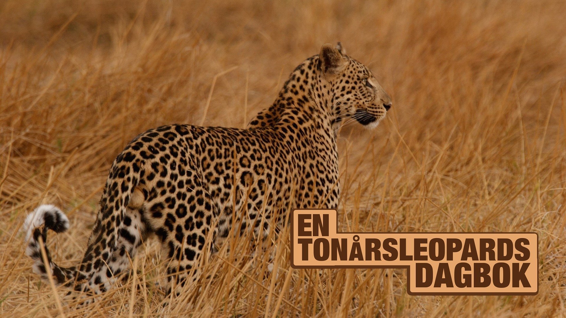 En tonårsleopards dagbok