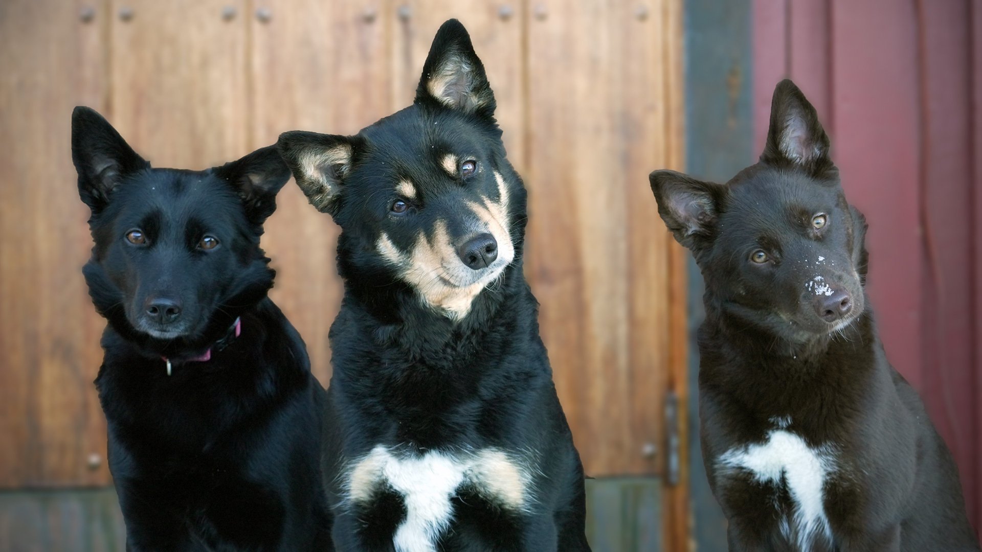 Hundfakta (romani kale)