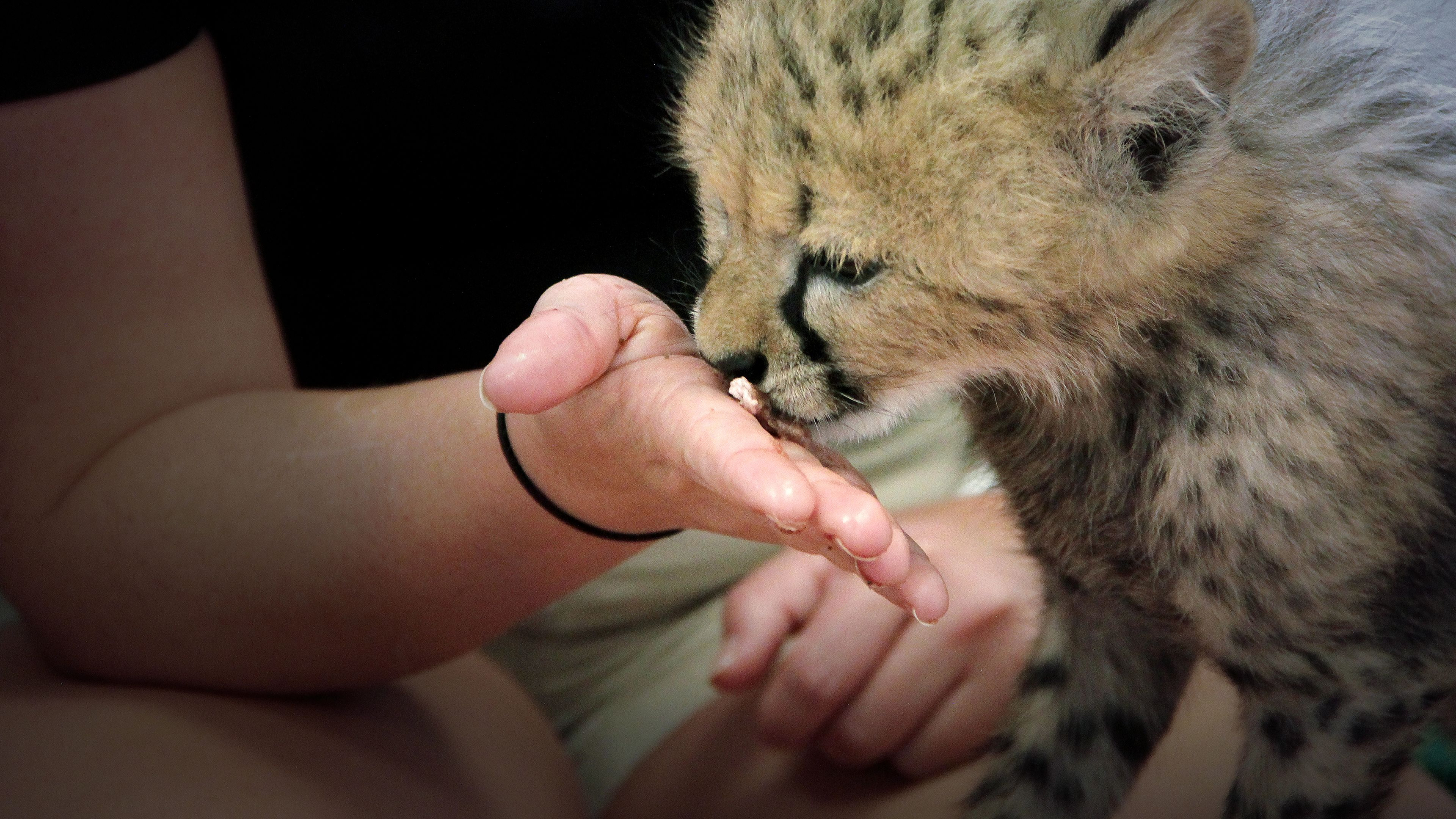 Secrets of The Zoo