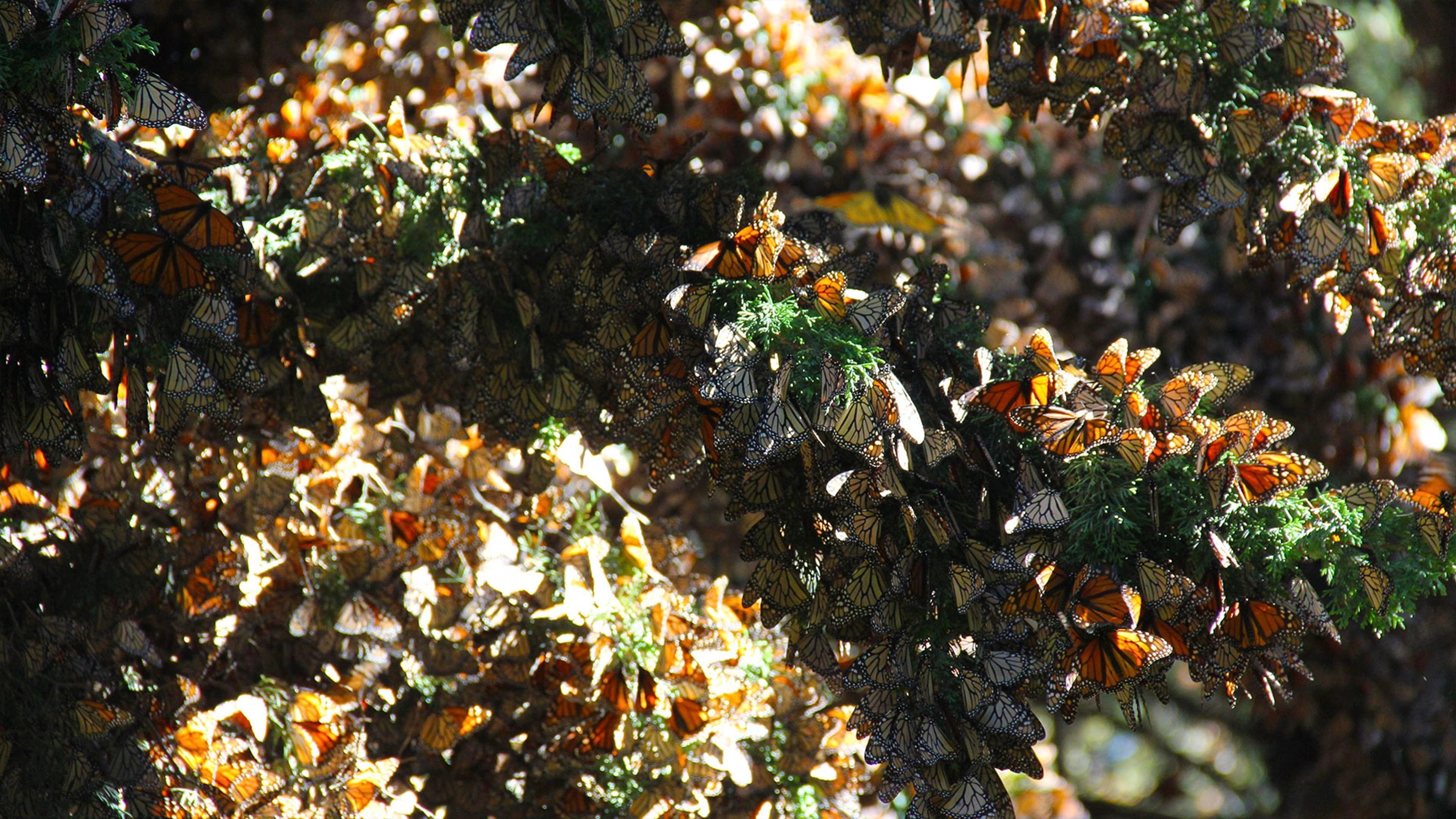 Flight of the Monarch Butterfly