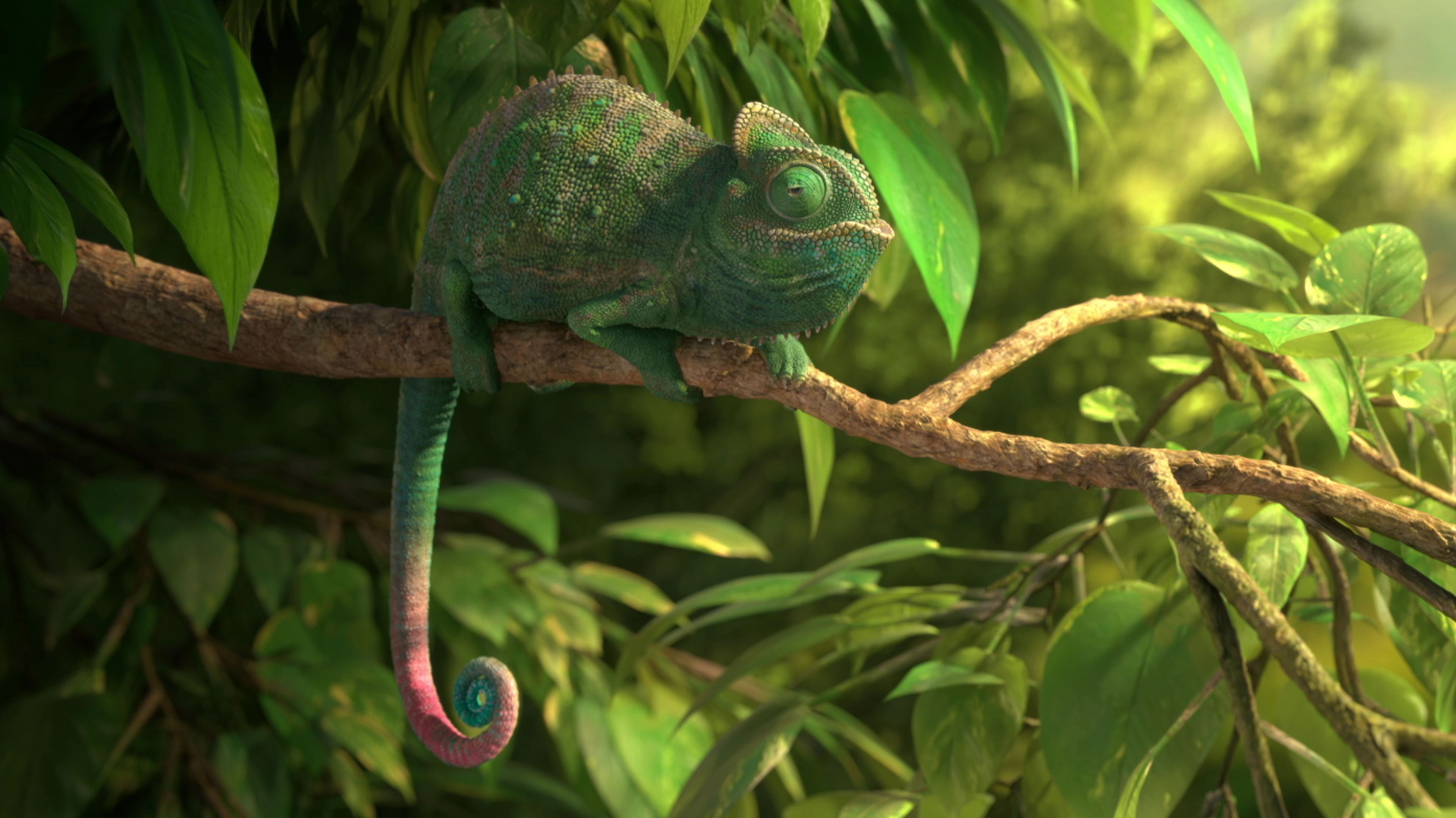 Our Wonderful Nature: The Common Chameleon