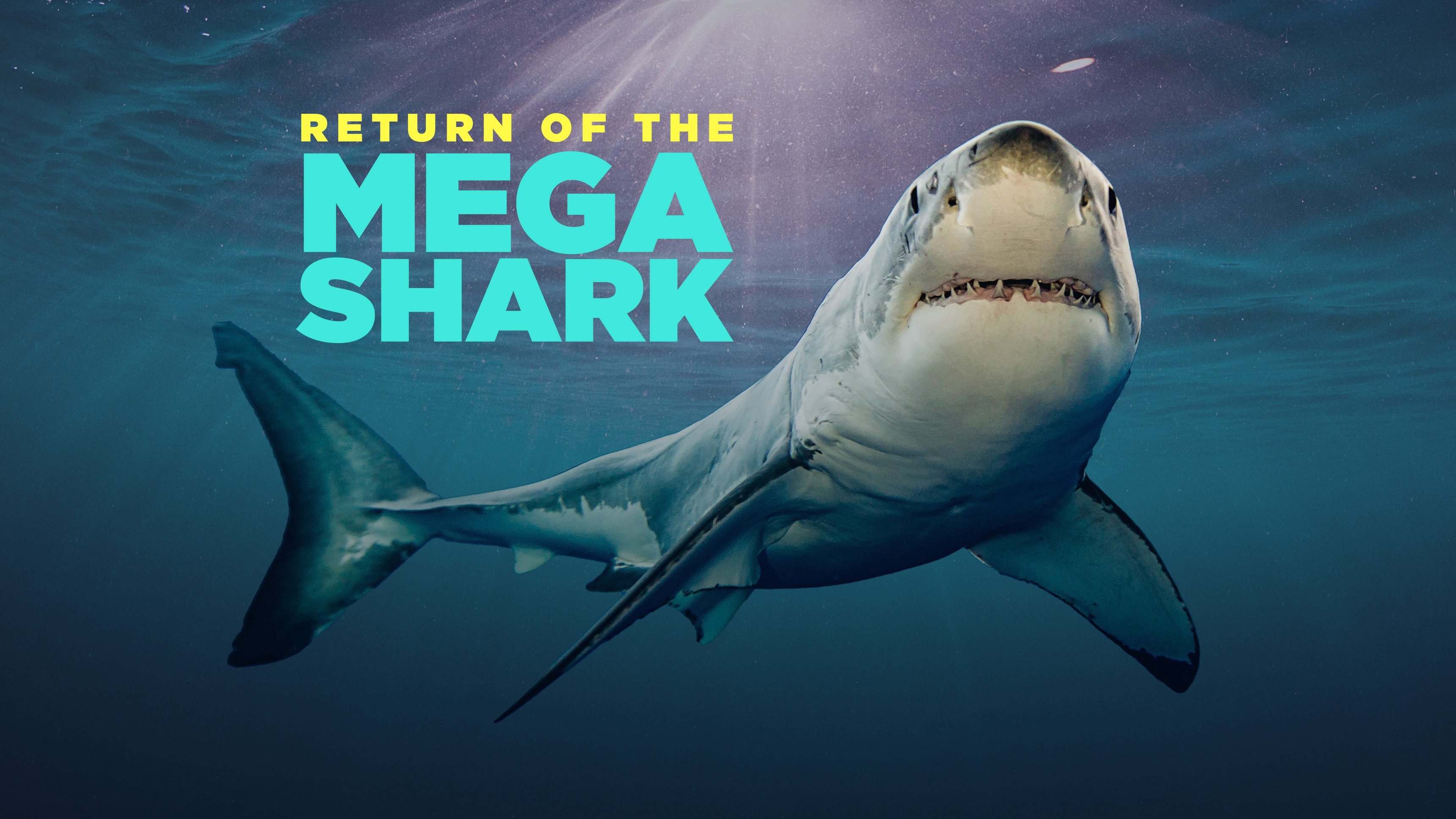 1. Return Of The Megashark