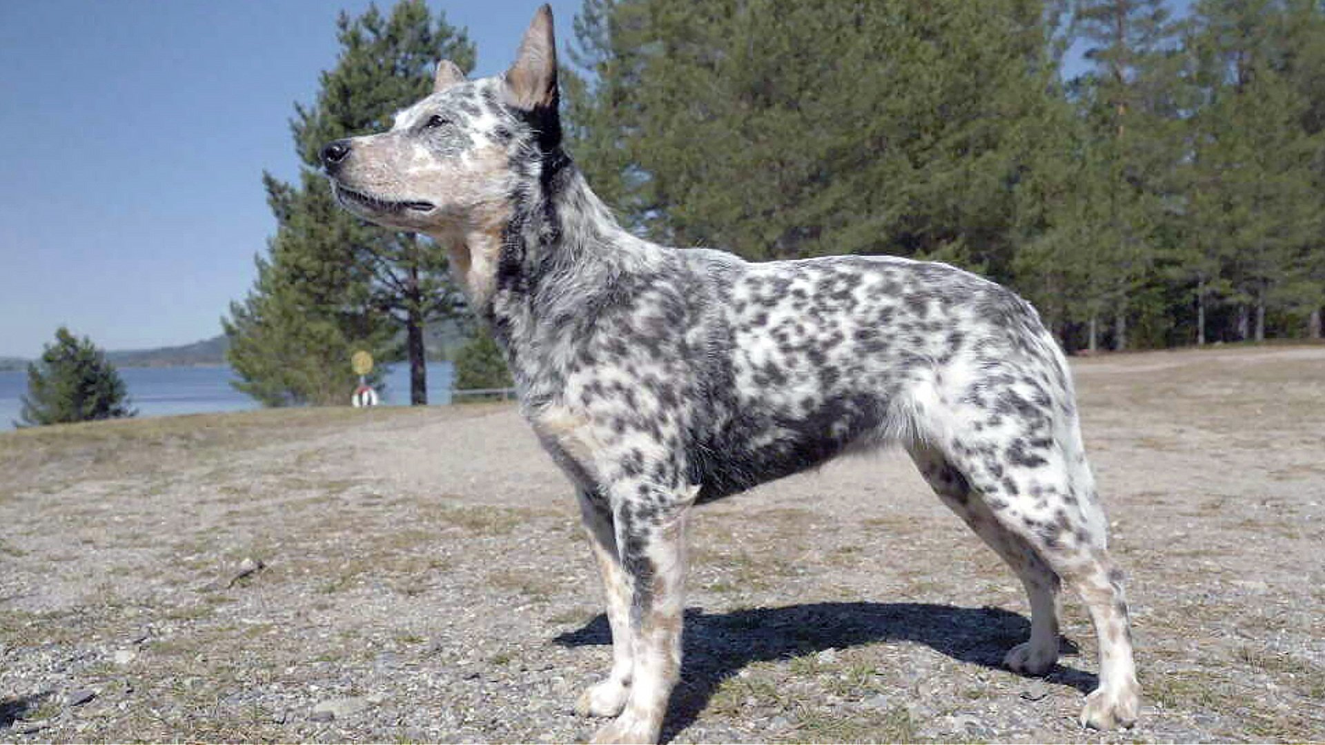 8. Australian cattledog