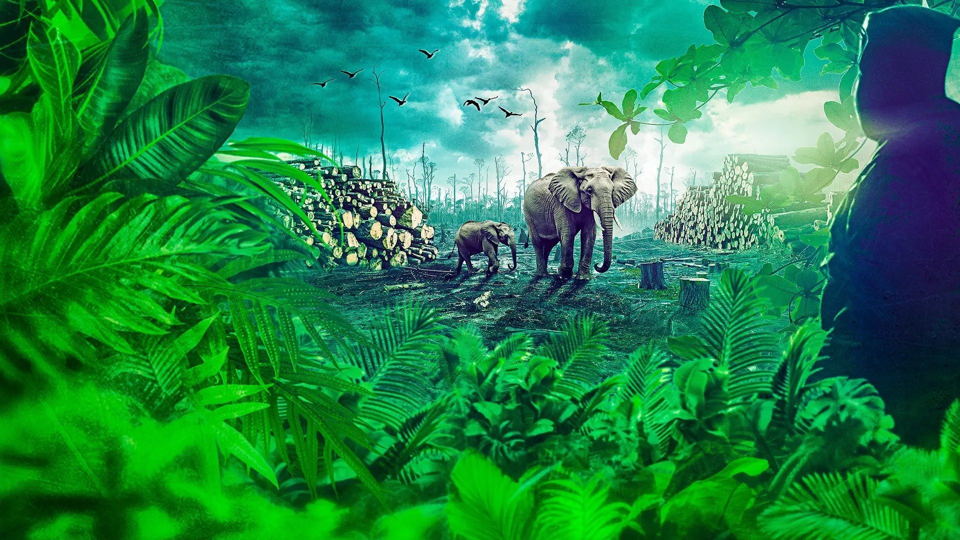 Gabon: Wildlife Warriors