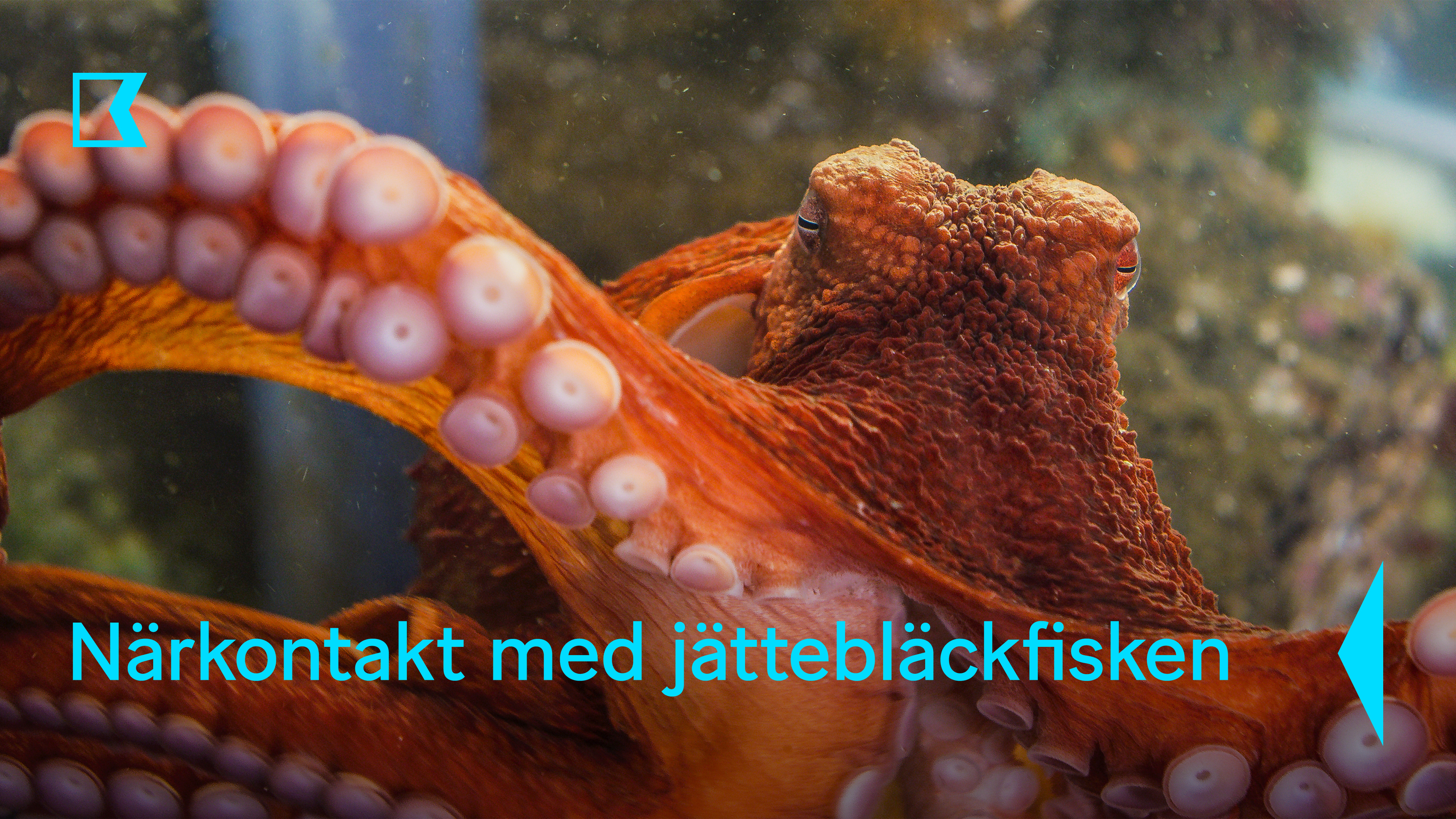 Närkontakt med jättebläckfisken
