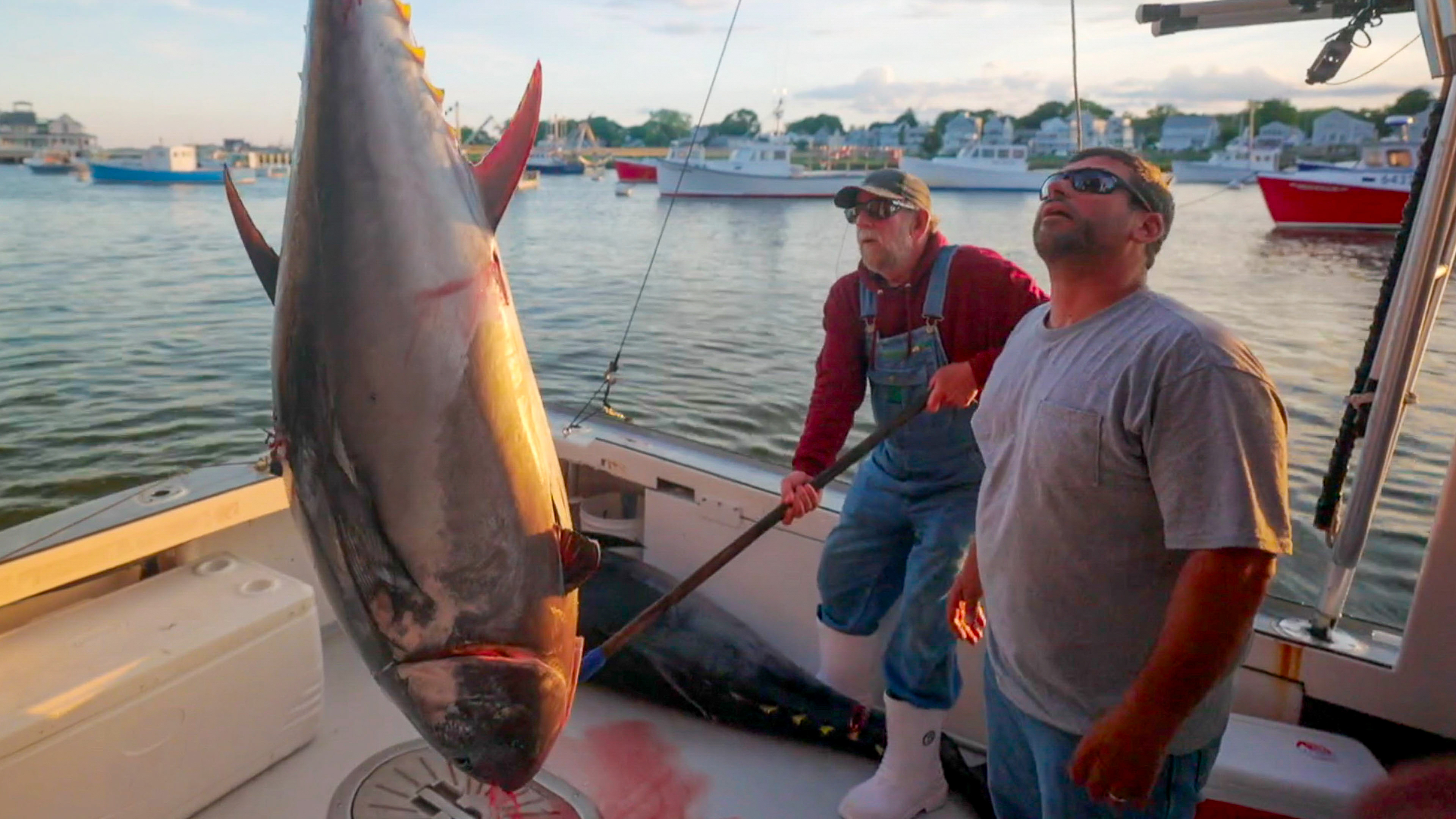 2. Bluefin Bloodline