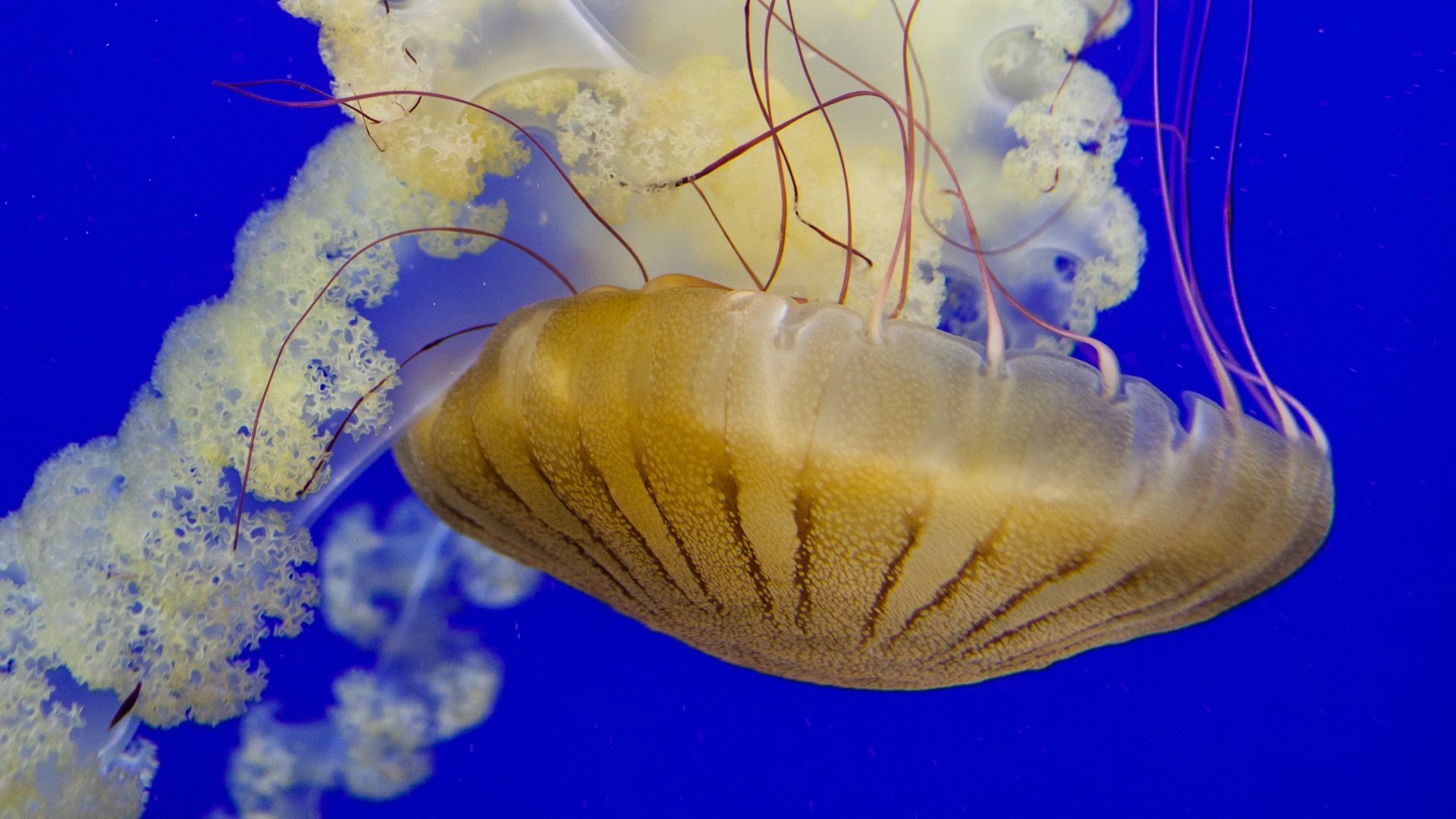 4. Ready For The Jelly