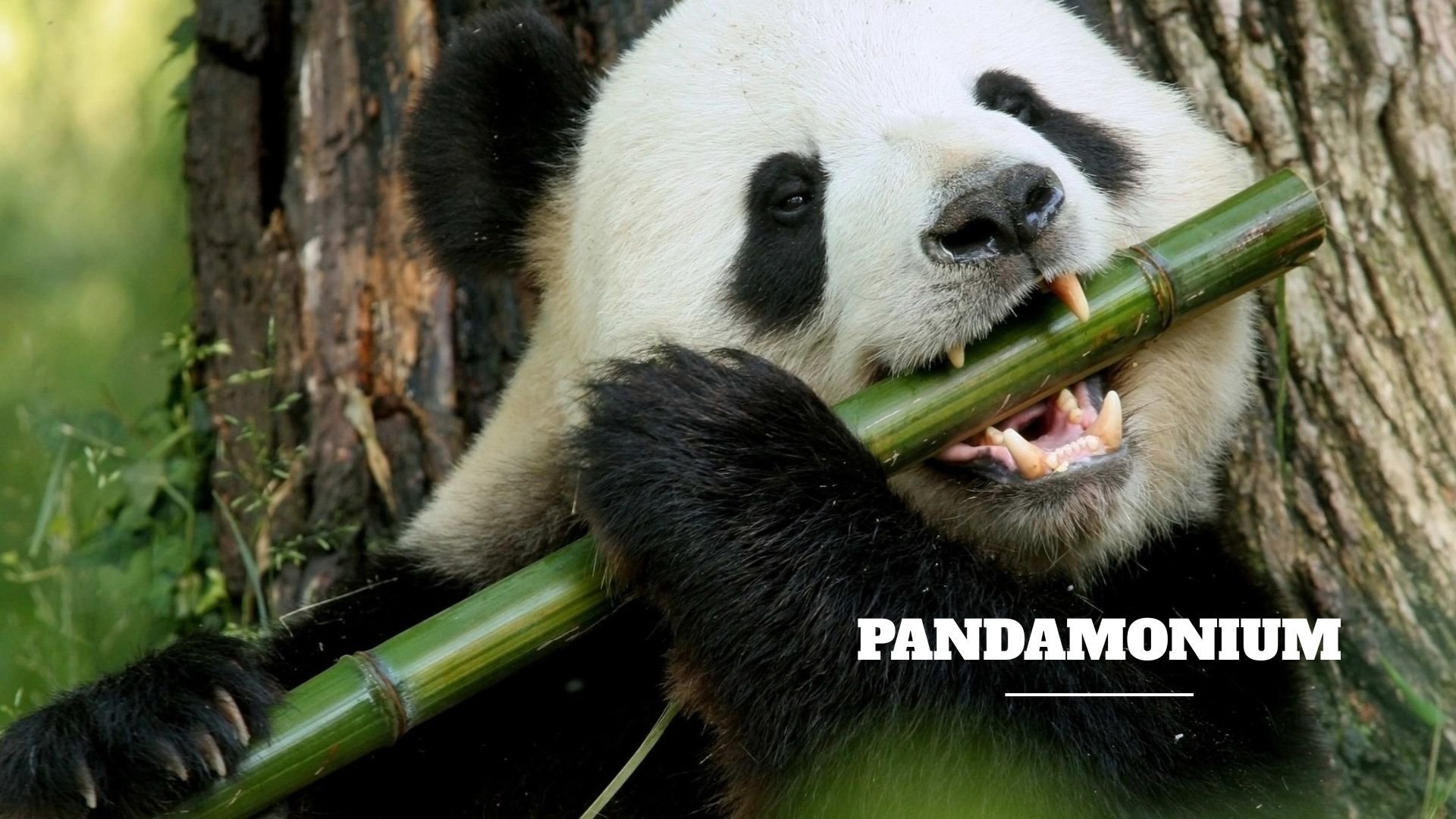 Pandamonium