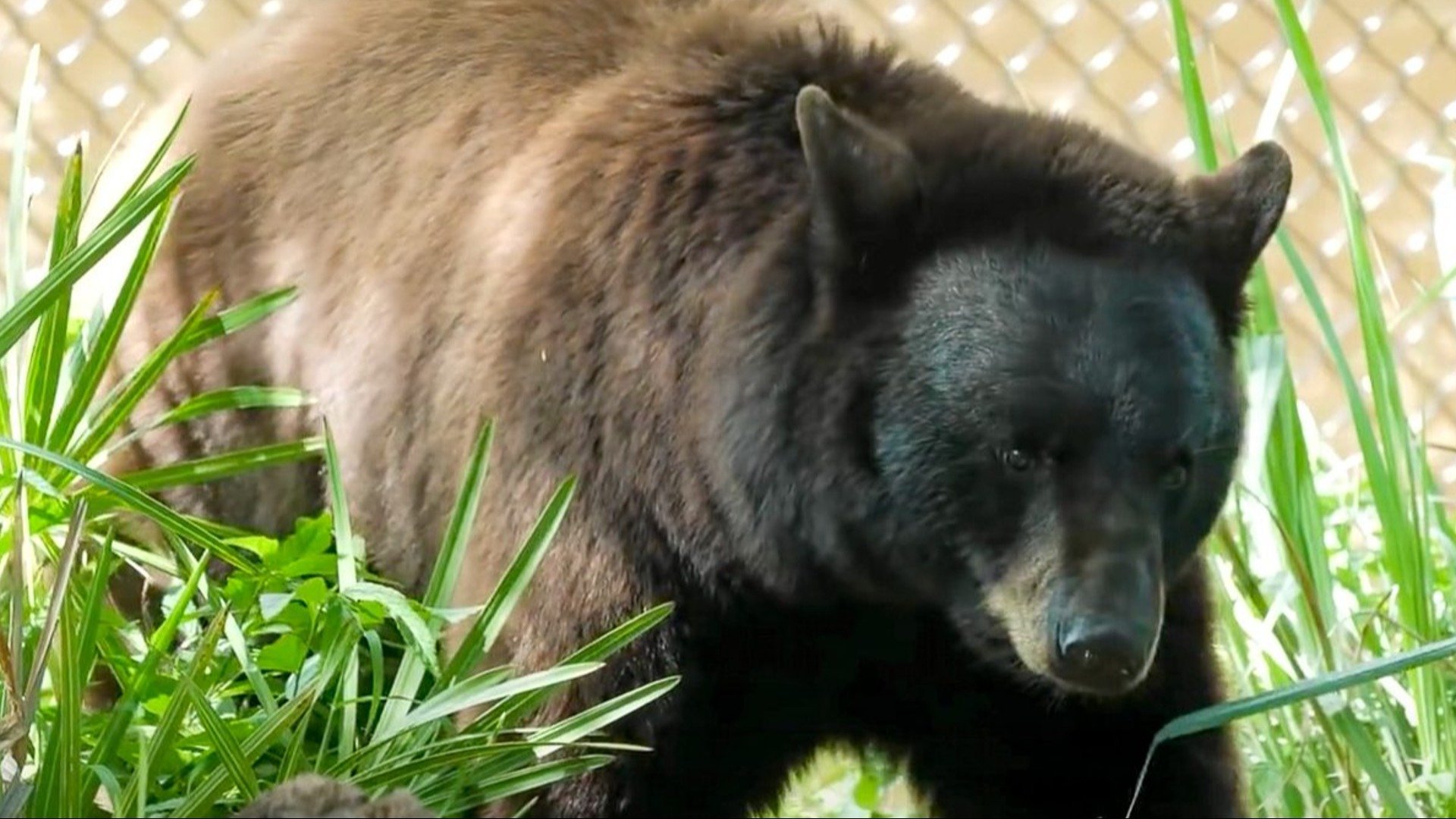 1. Bear Rescue