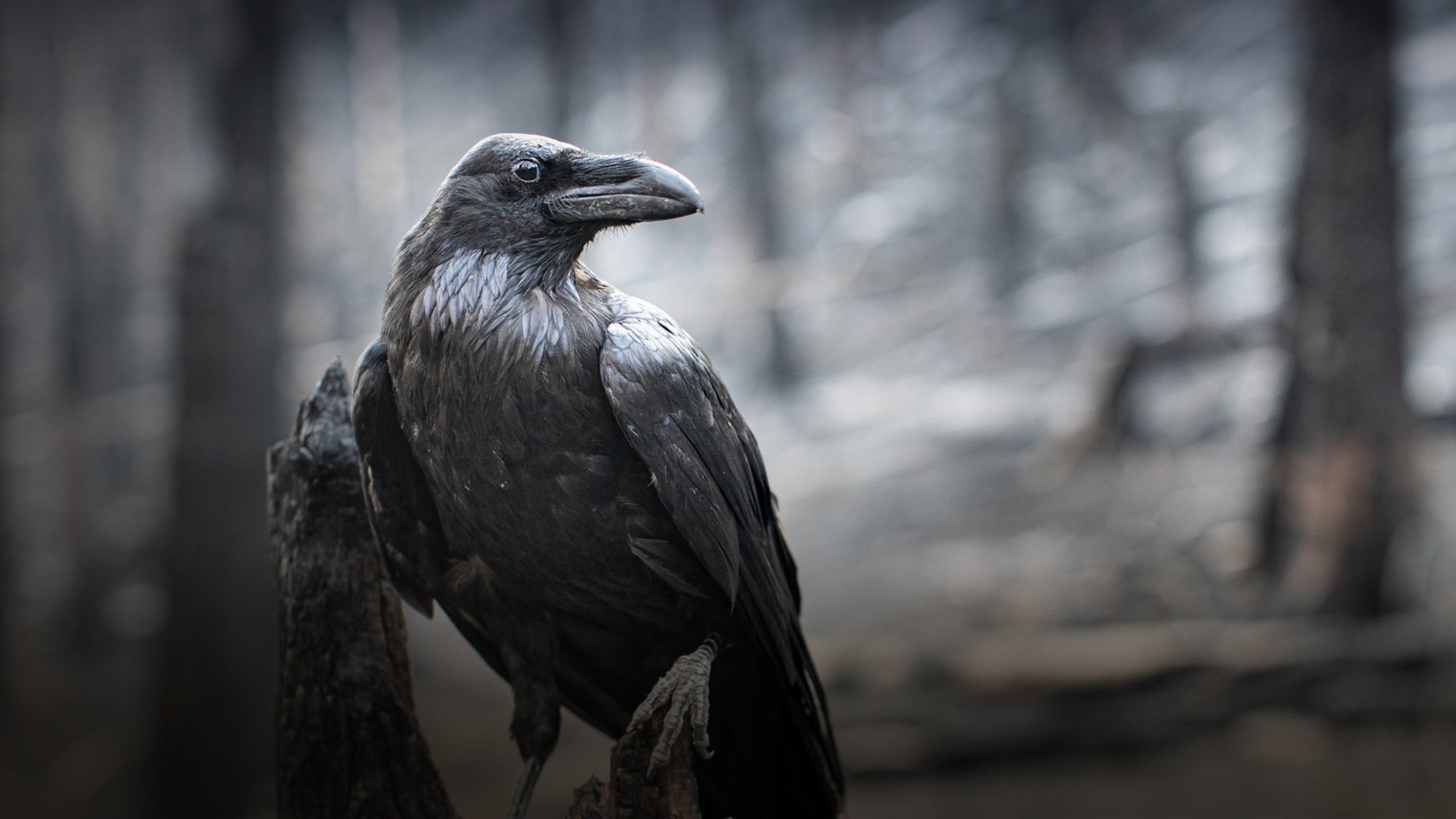Världens natur: Tjeckiens vilda sagovärld