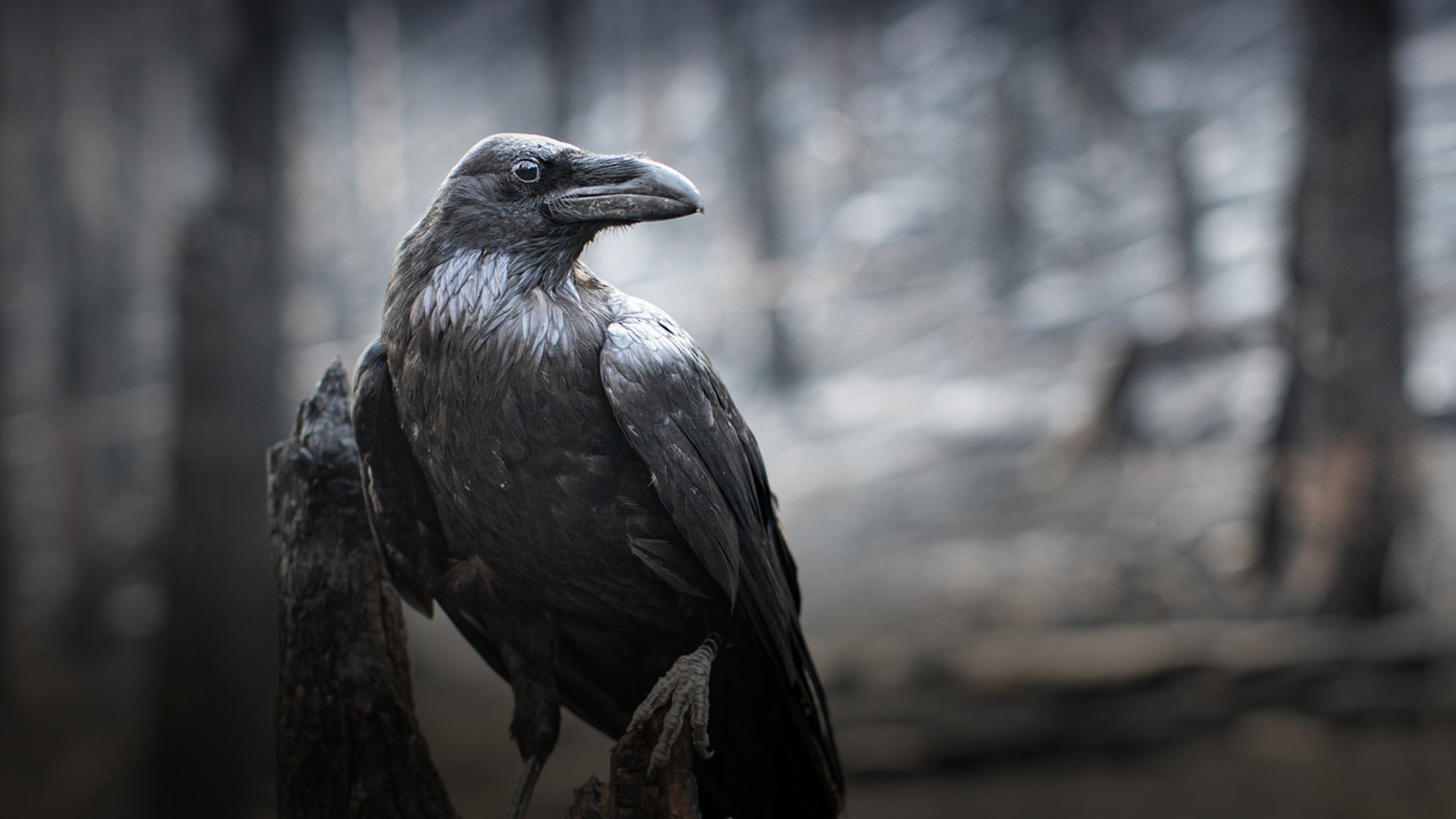 Världens natur: Tjeckiens vilda sagovärld