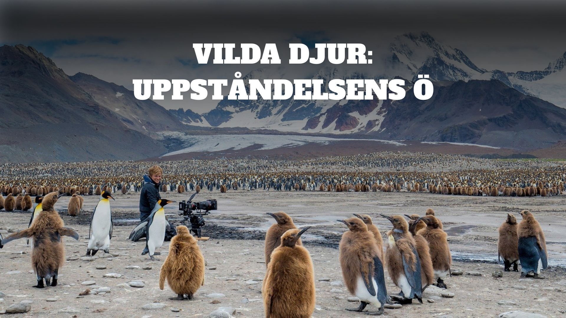 Vilda djur: Uppståndelsens ö