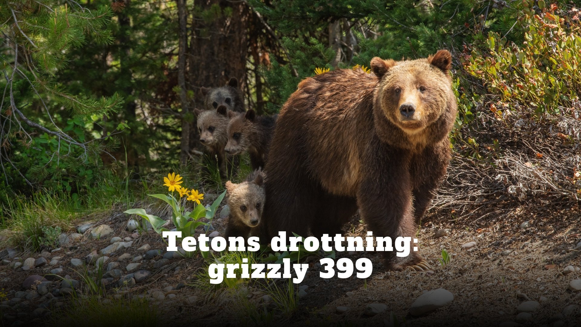 Tetons drottning: grizzly 399