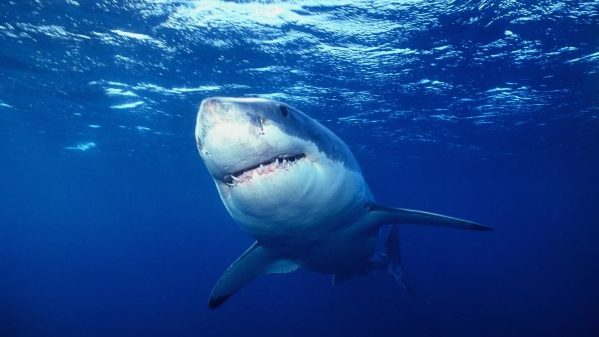 4. California Great Whites