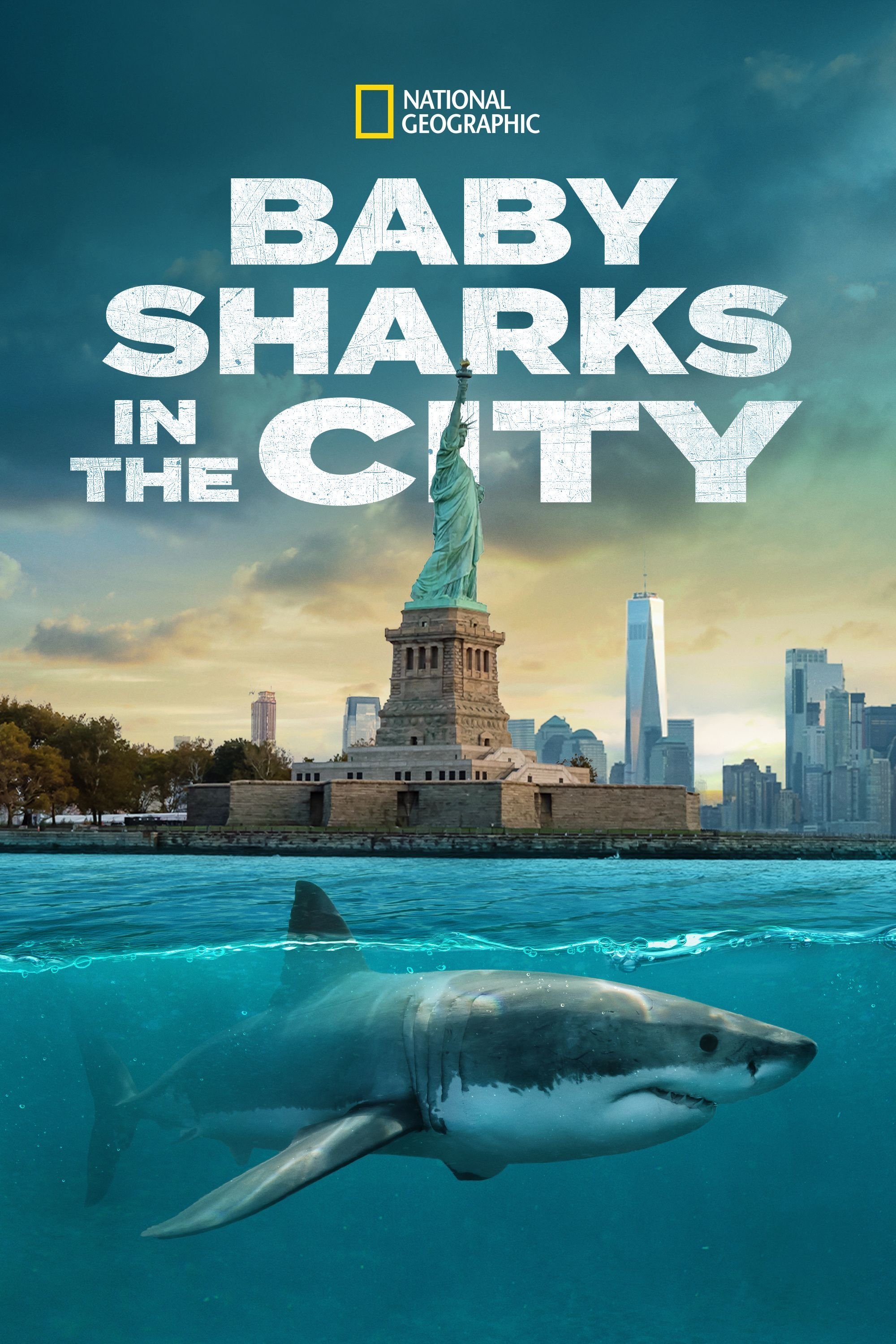 Baby Sharks in the City
