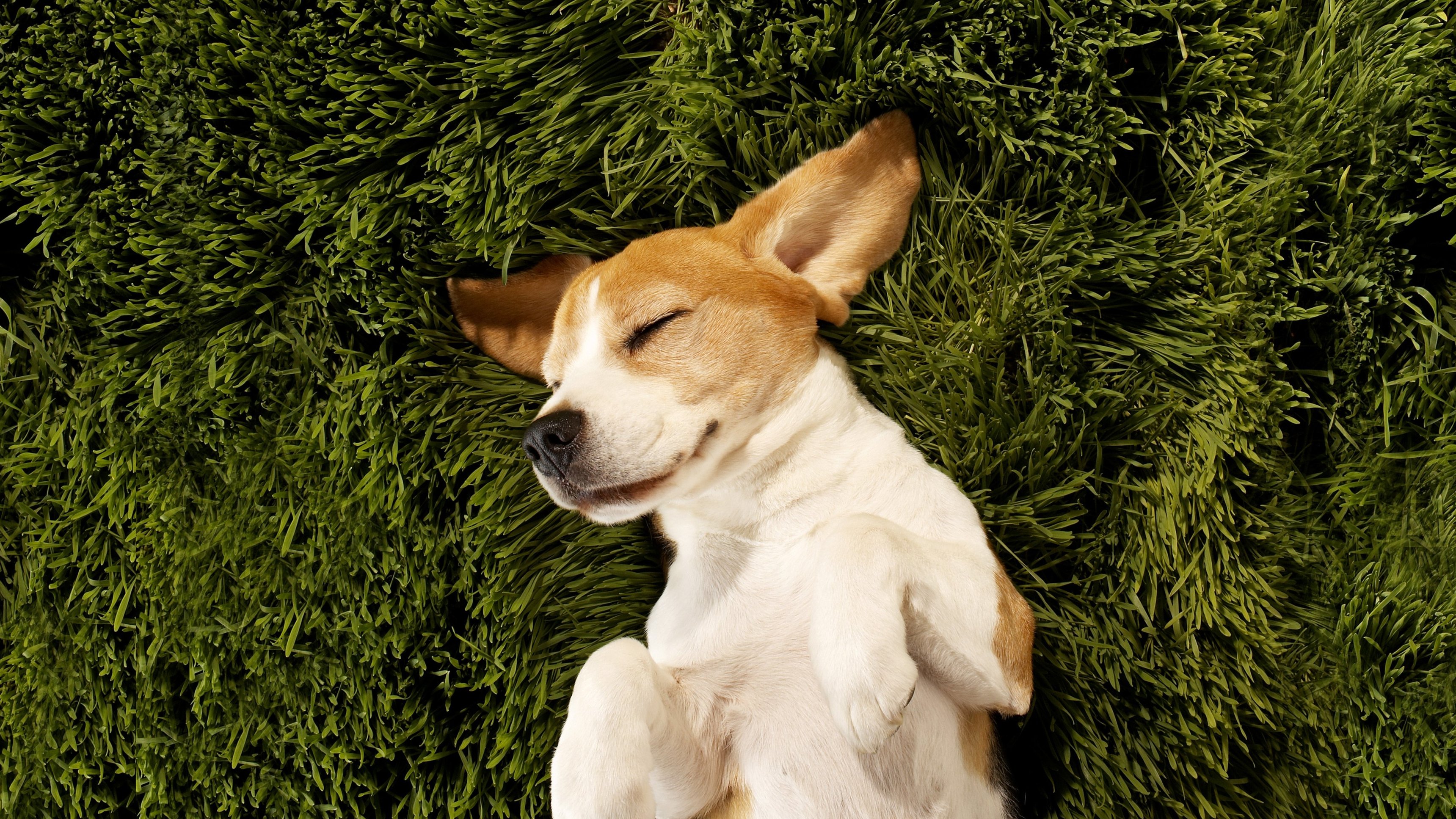 Dogs: The Untold Story