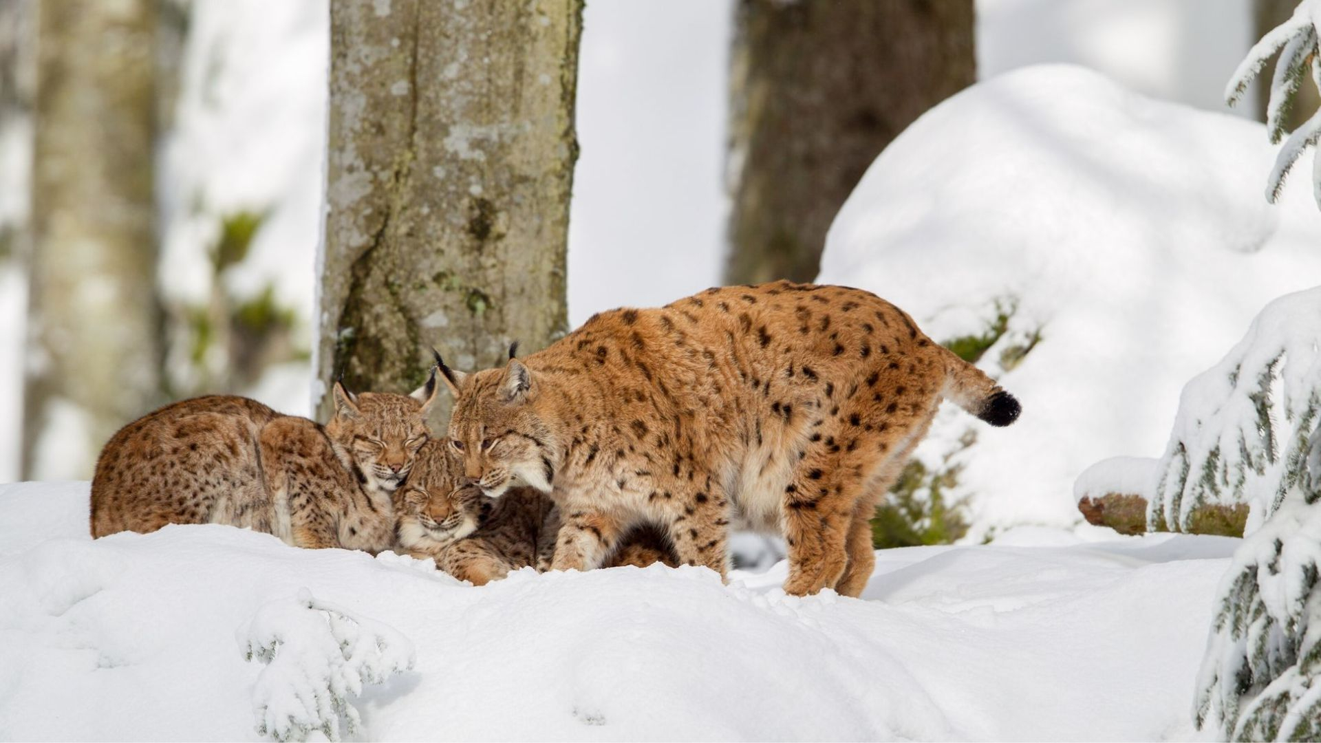 Snow School