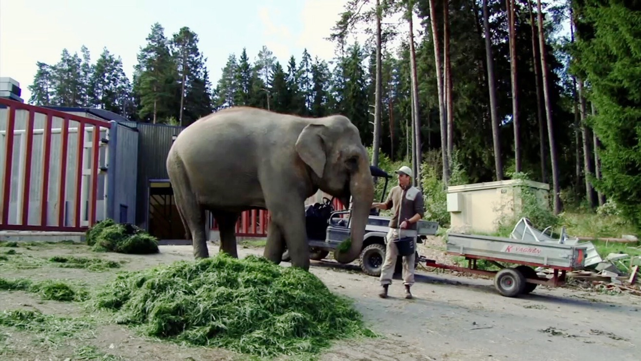 27. Elefant går på promenad
