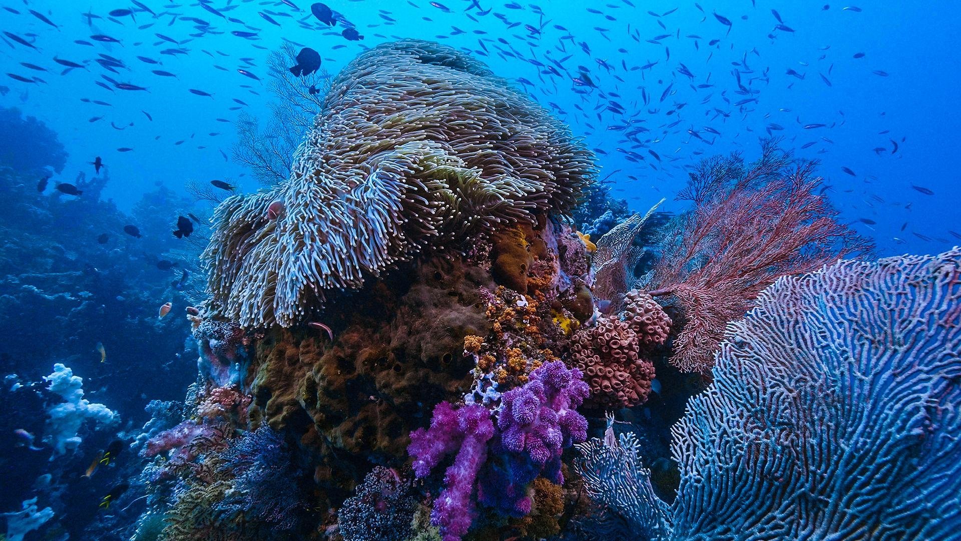 Korallrevens förtrollade värld