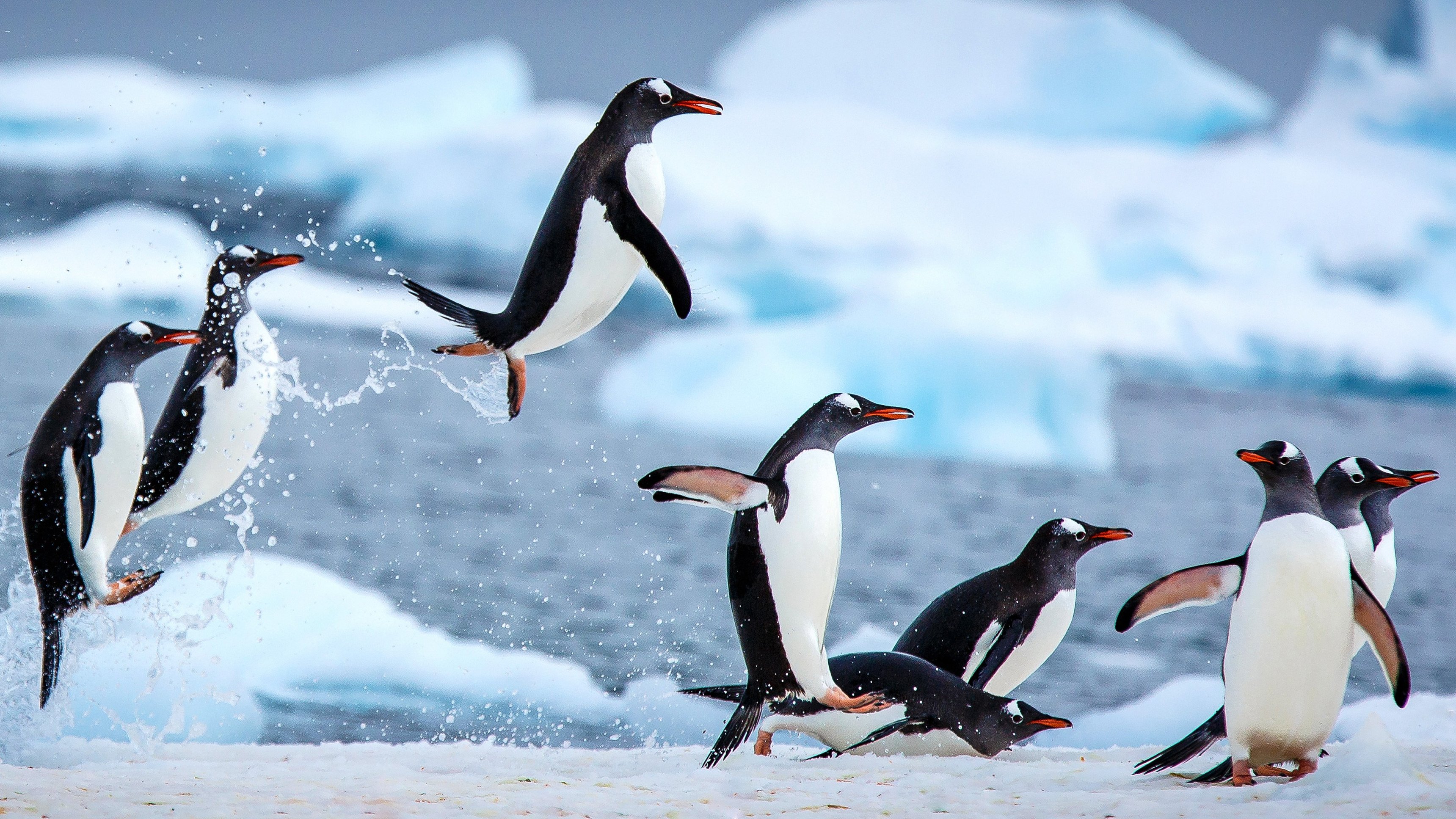 Meet The Penguins