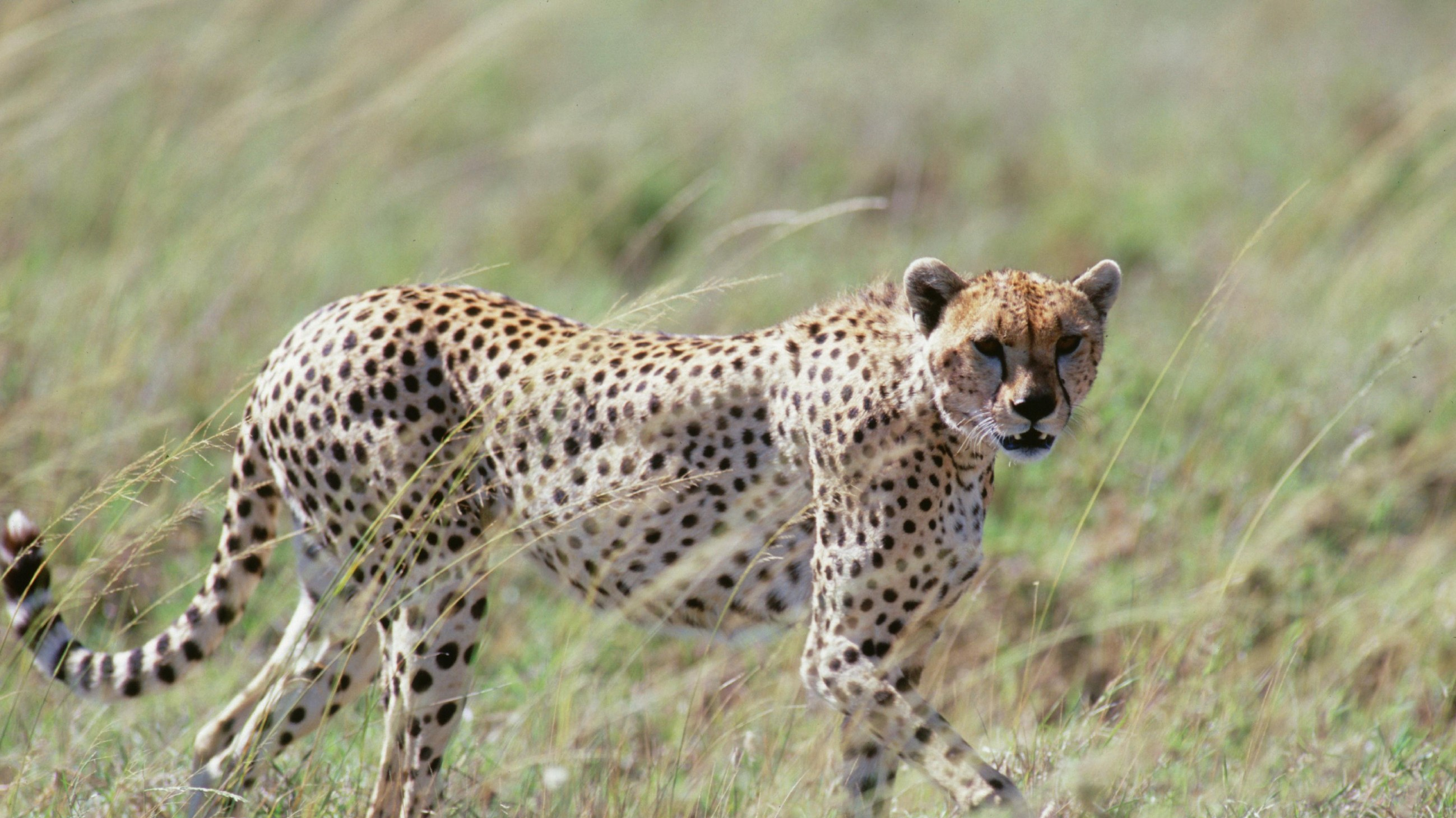 3. Africa