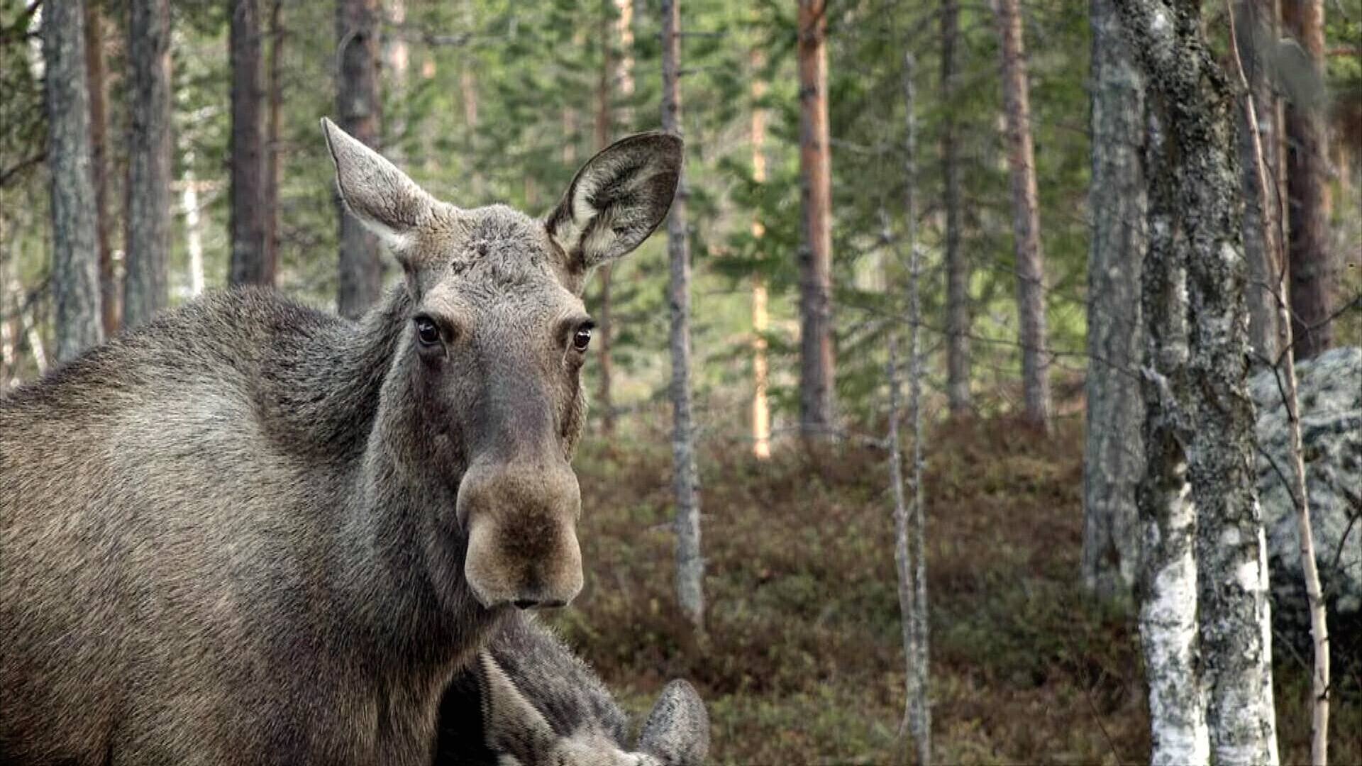 Älgvandringen - höjdpunkter 2020