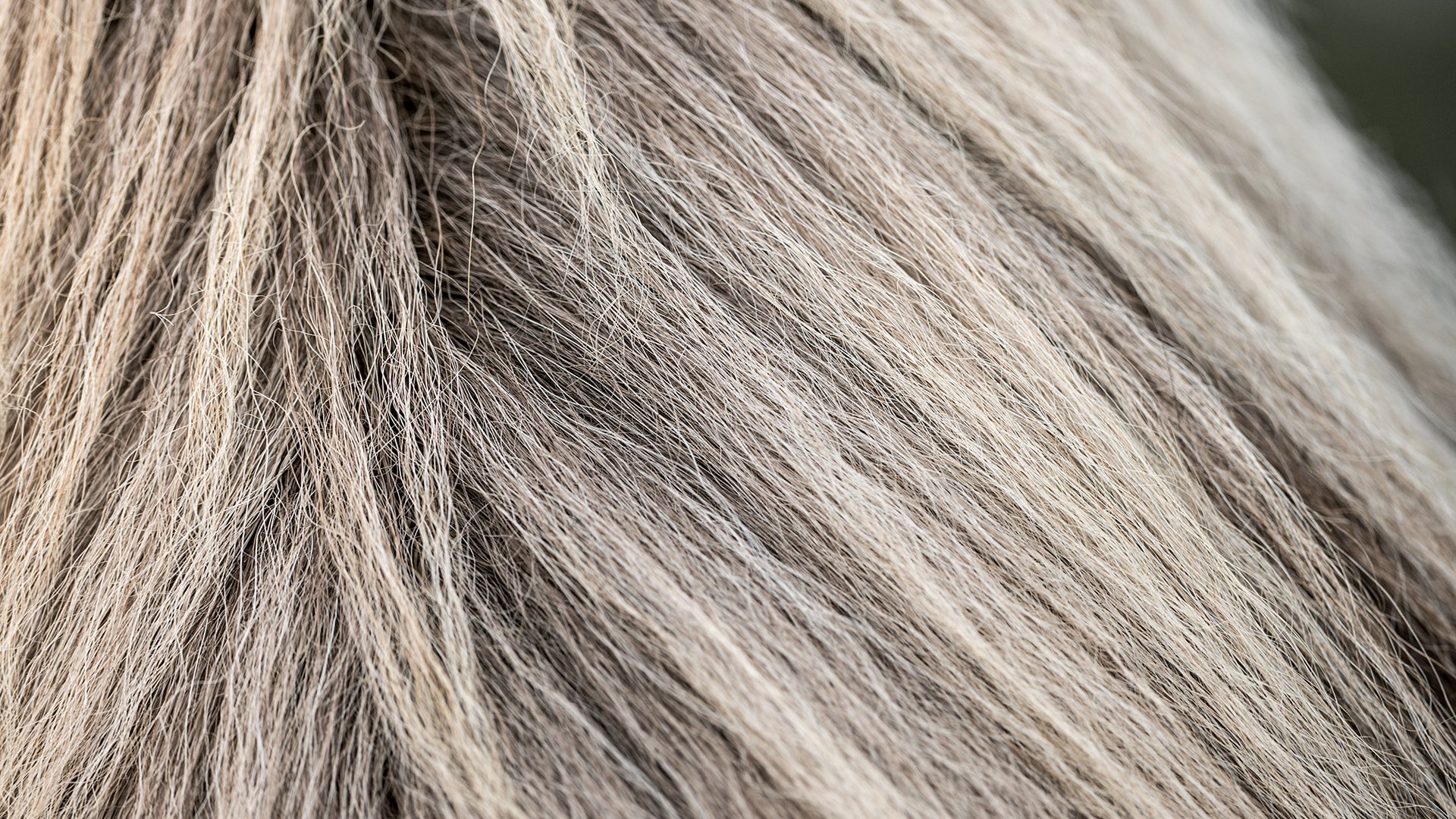 10. The Tesla Model S, Horsehair Fabrics