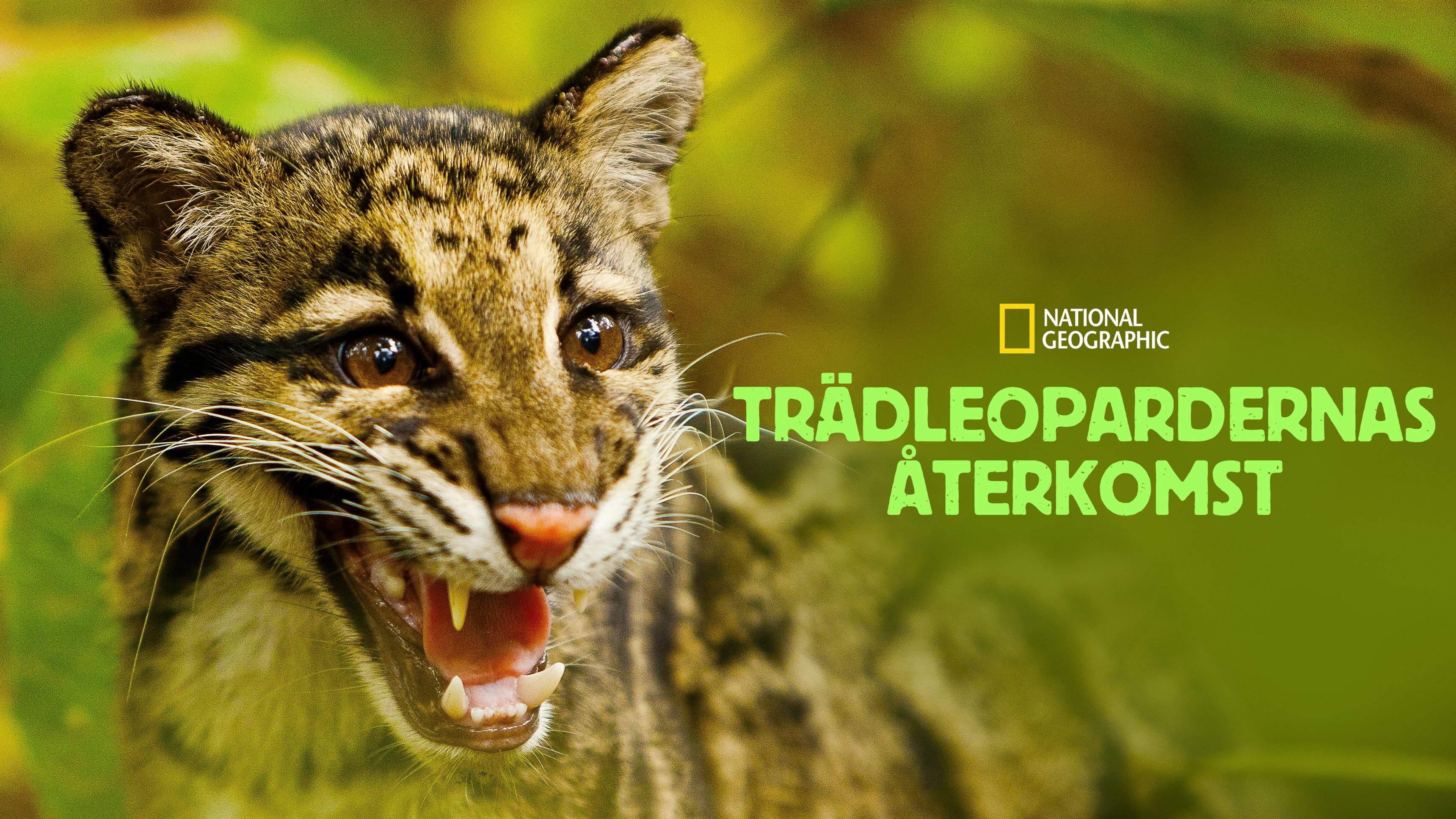 Trädleopardernas återkomst