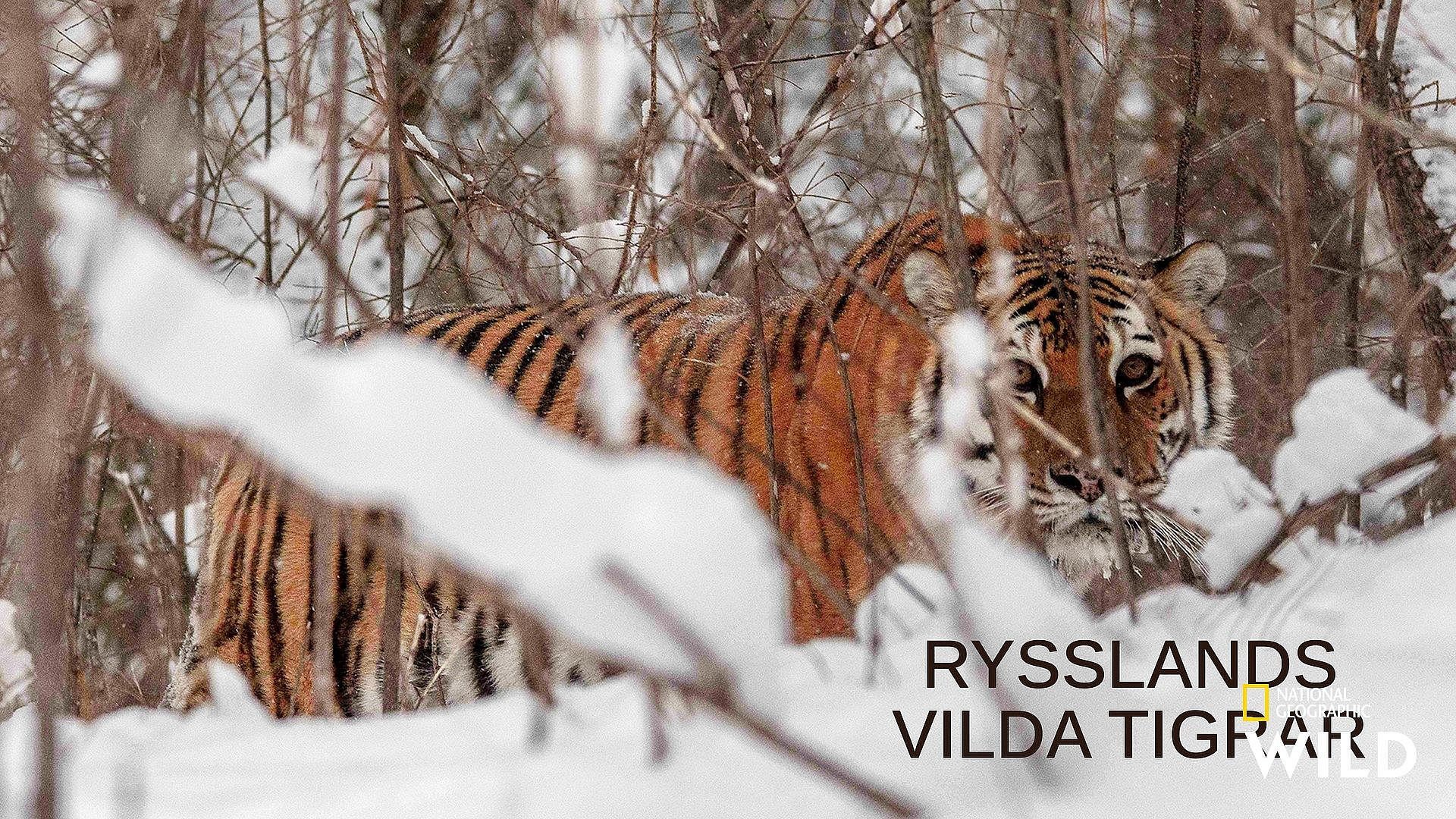 Rysslands vilda tigrar