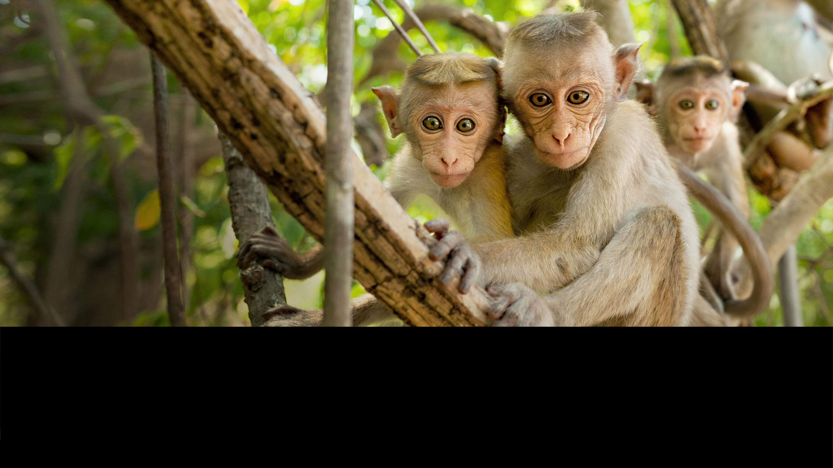 Monkey Kingdom