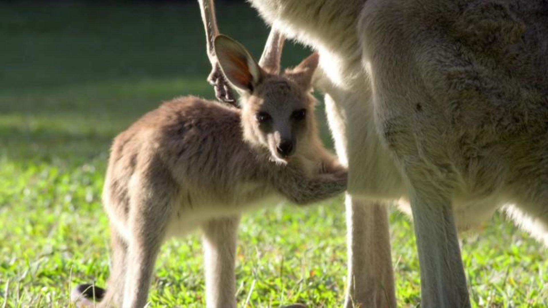 8. Robert's Baby Kangaroo