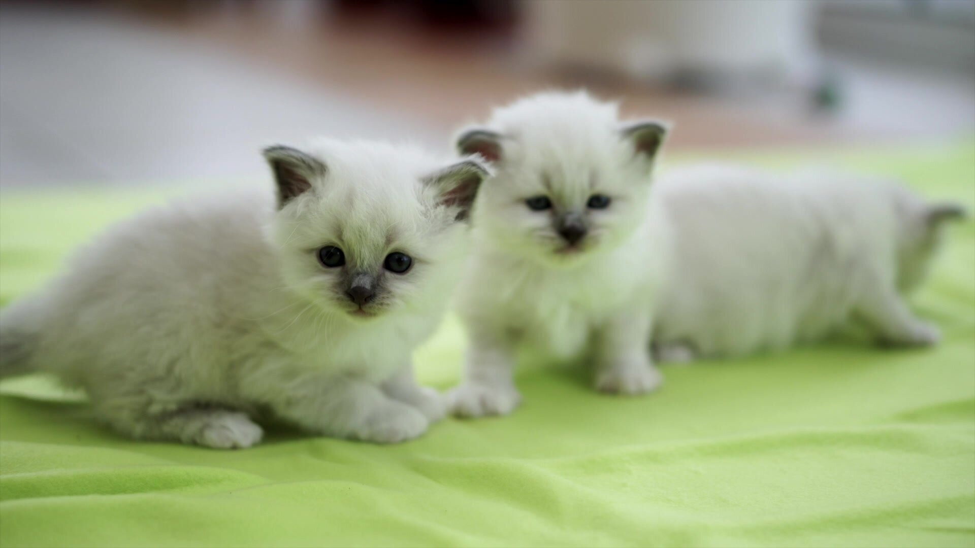 45. Kattungarnas första äventyr i vardagsrummet