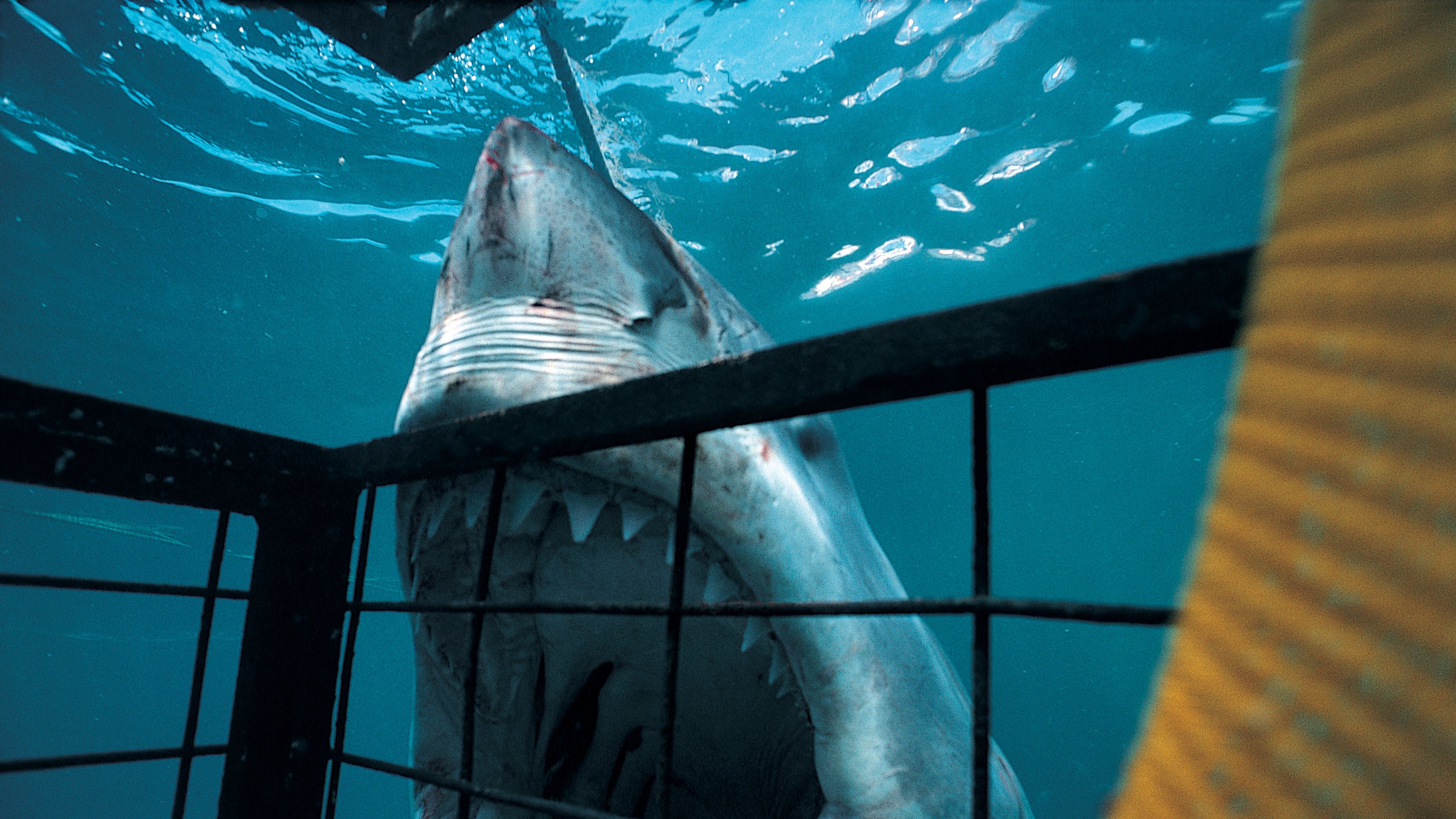 Great White Appetite