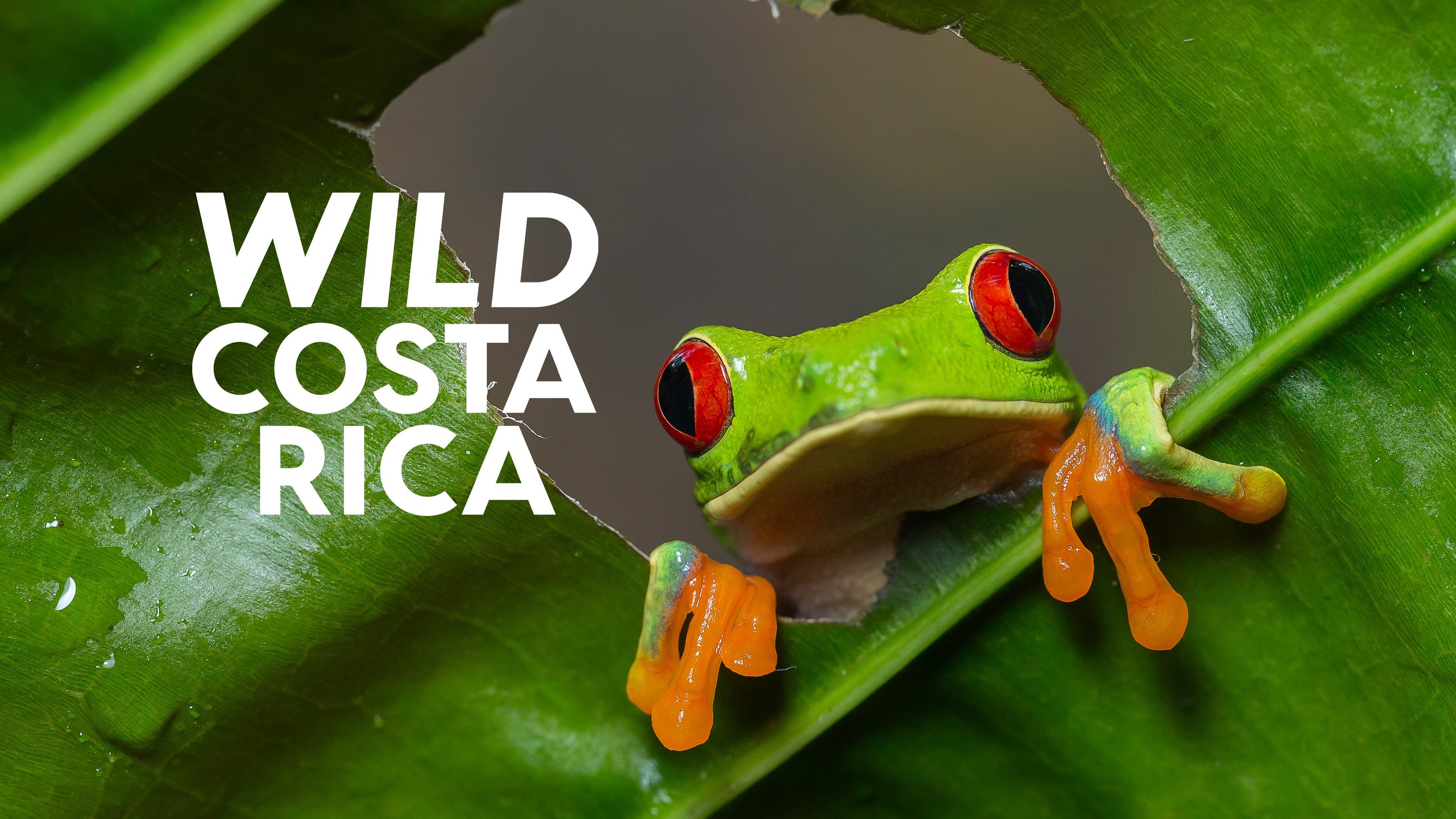 Wild Costa Rica