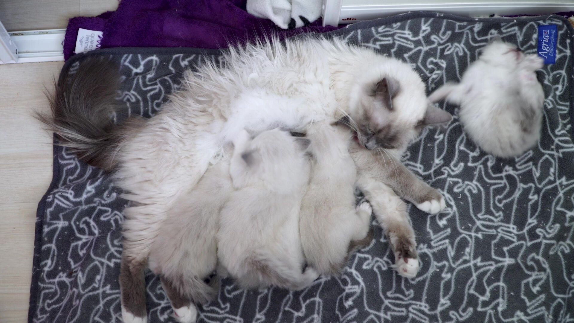 47. Kattmamma matar sina ungar