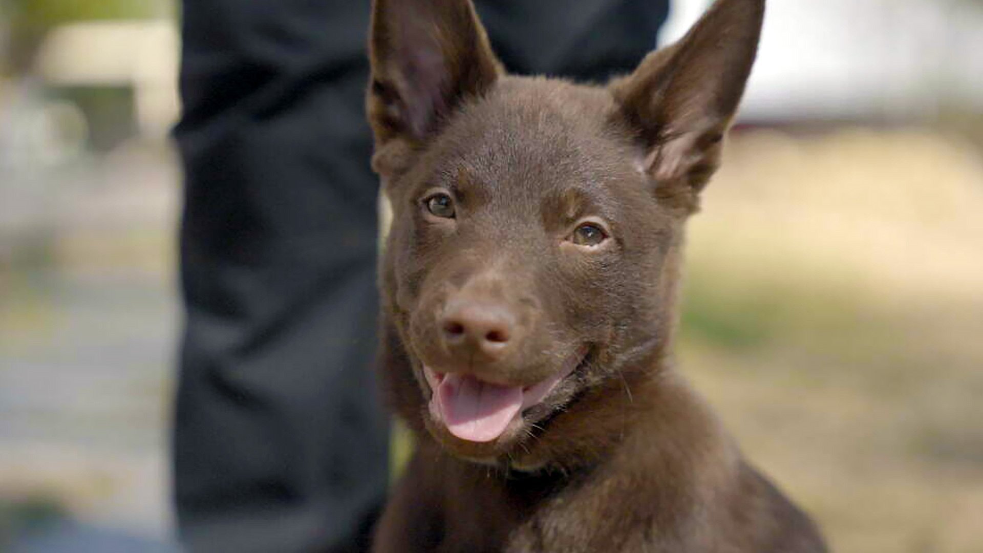 6. Australian kelpie