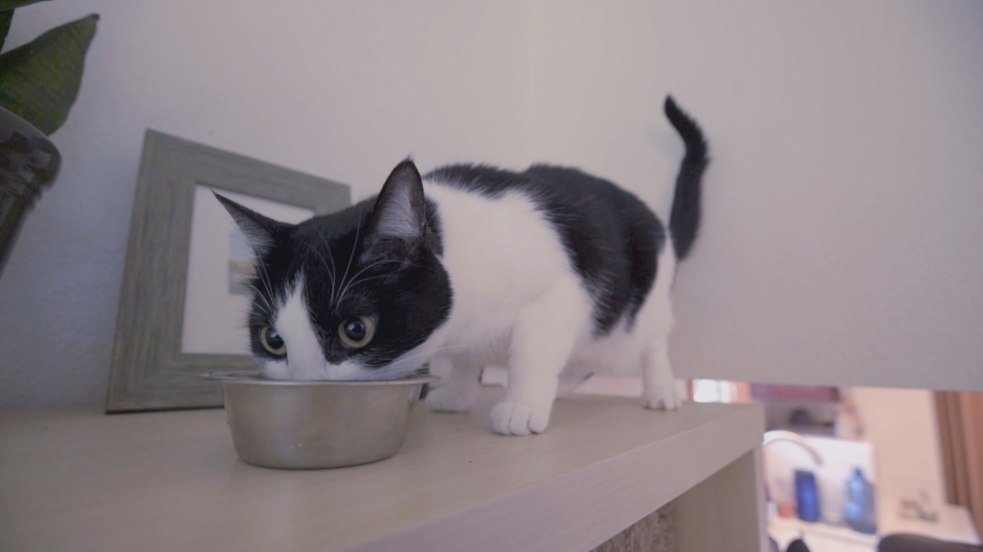 2. Condo Cat Creation