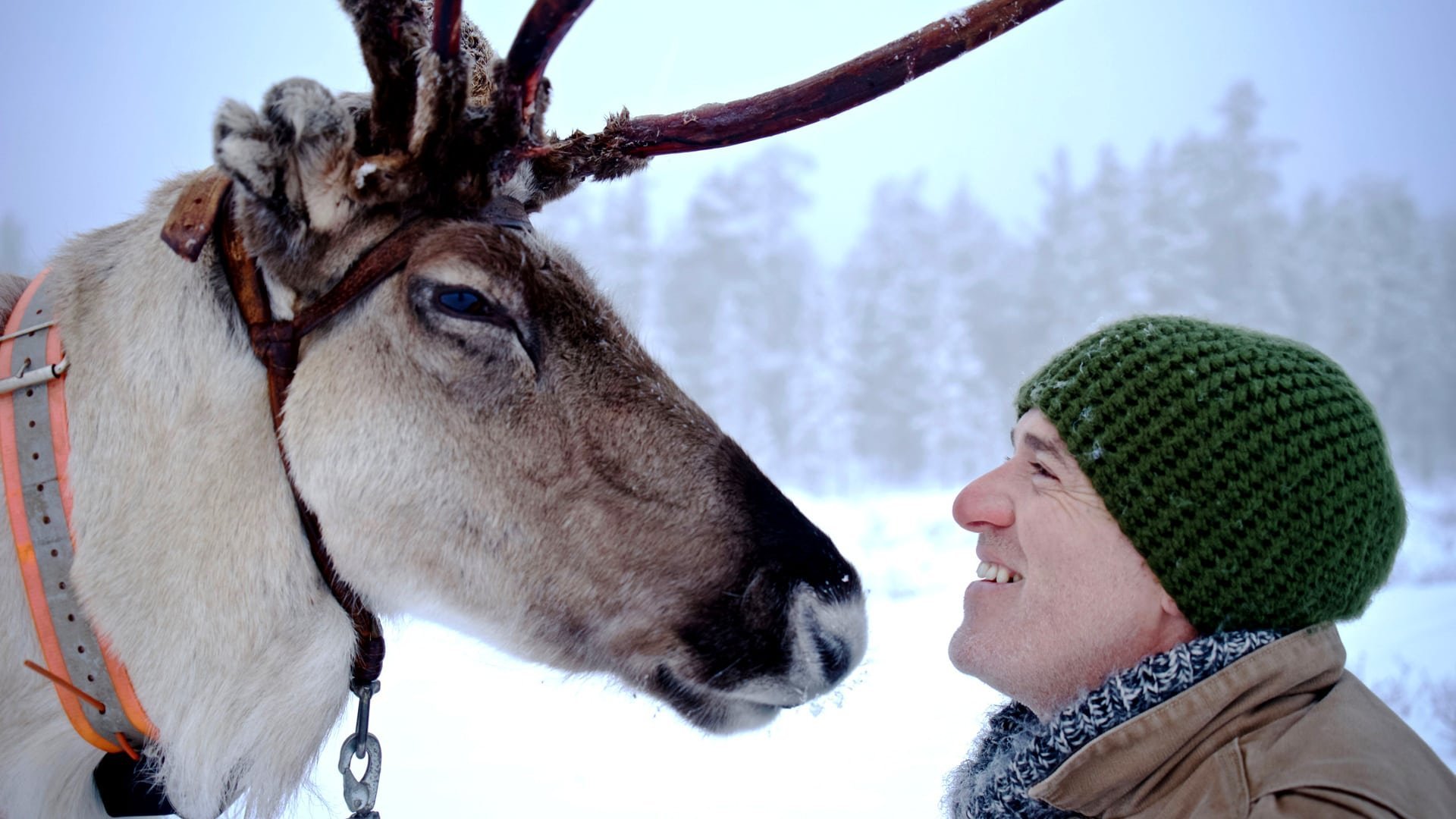 Reindeer Family and Me