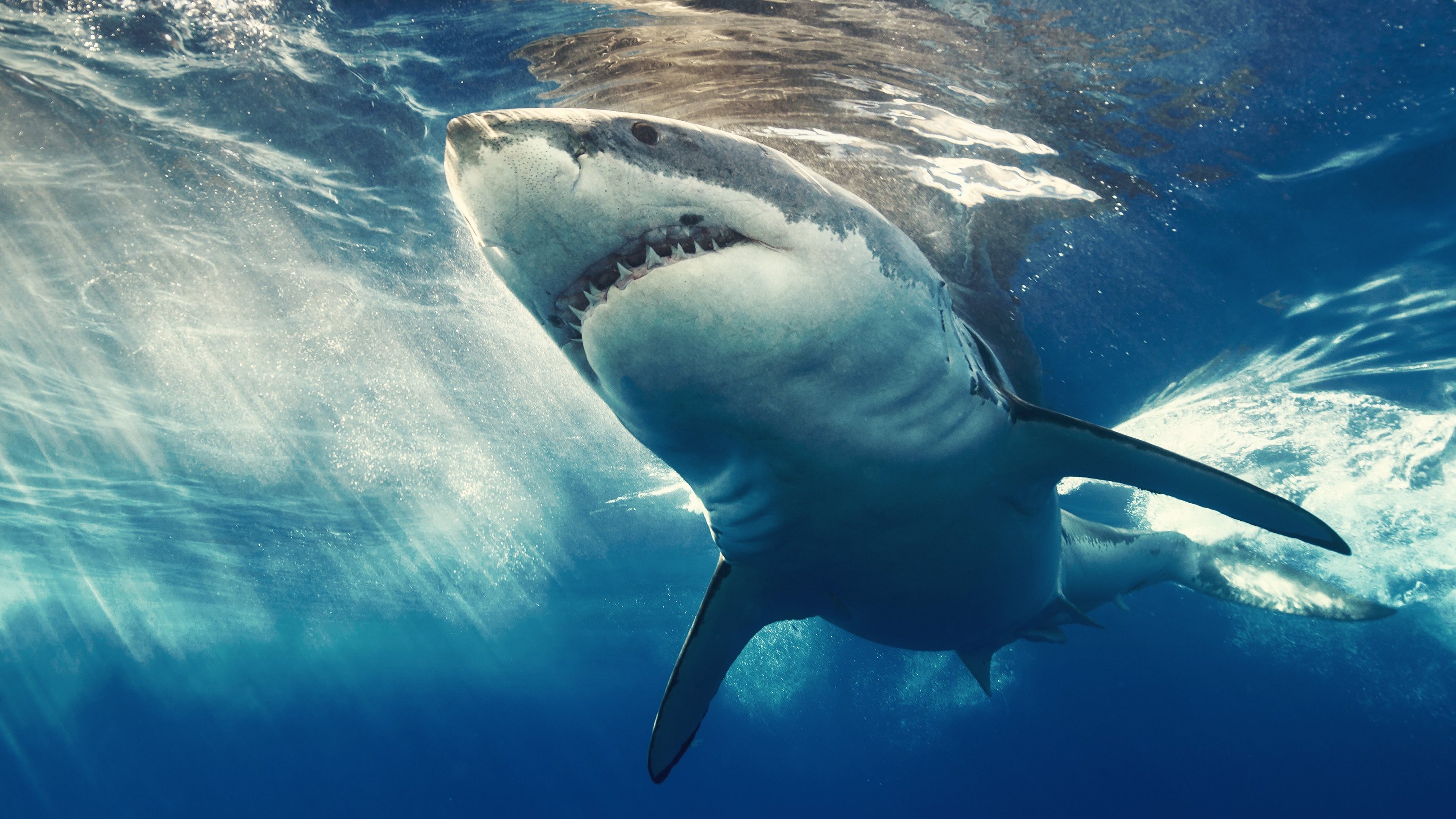 Laws Of Jaws: Dangerous Waters