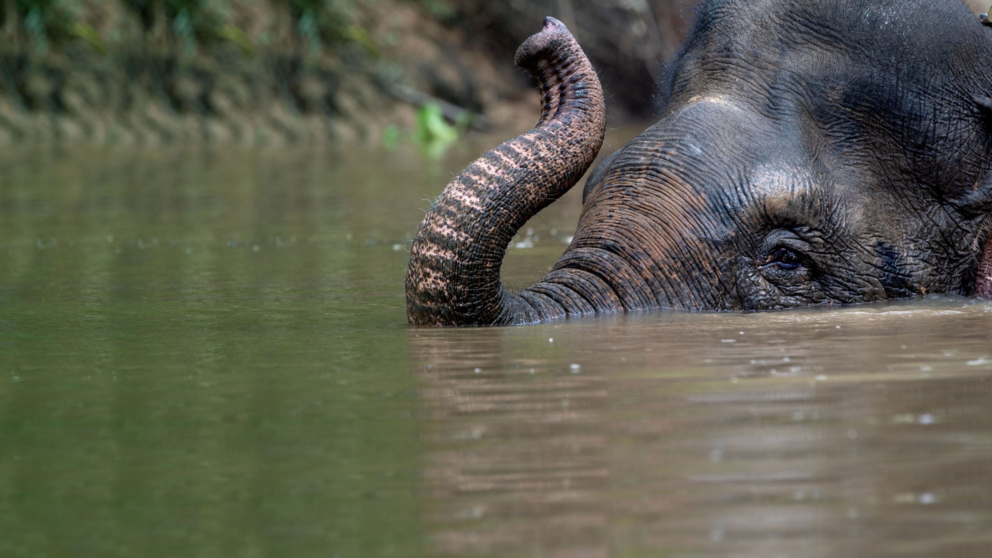 Secrets of the Elephants