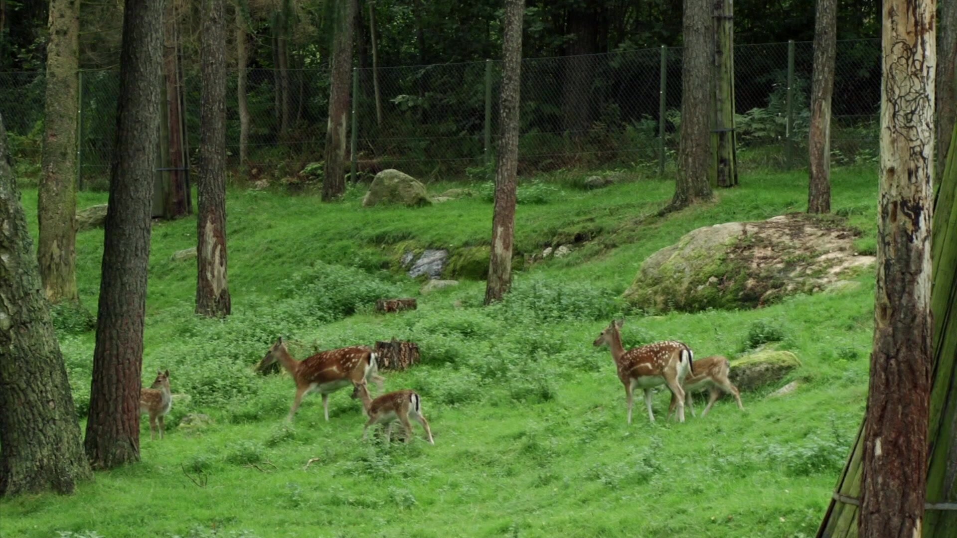 8. Miniteve: I naturen S01 E008