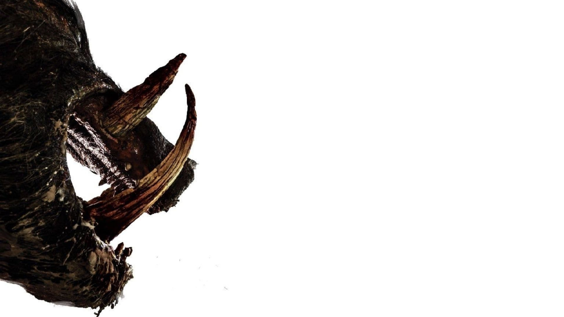 Boar
