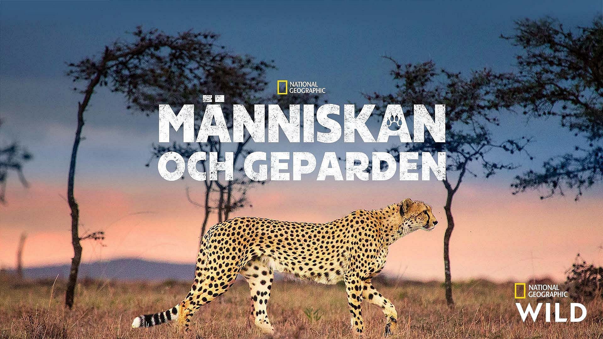 Människan och geparden